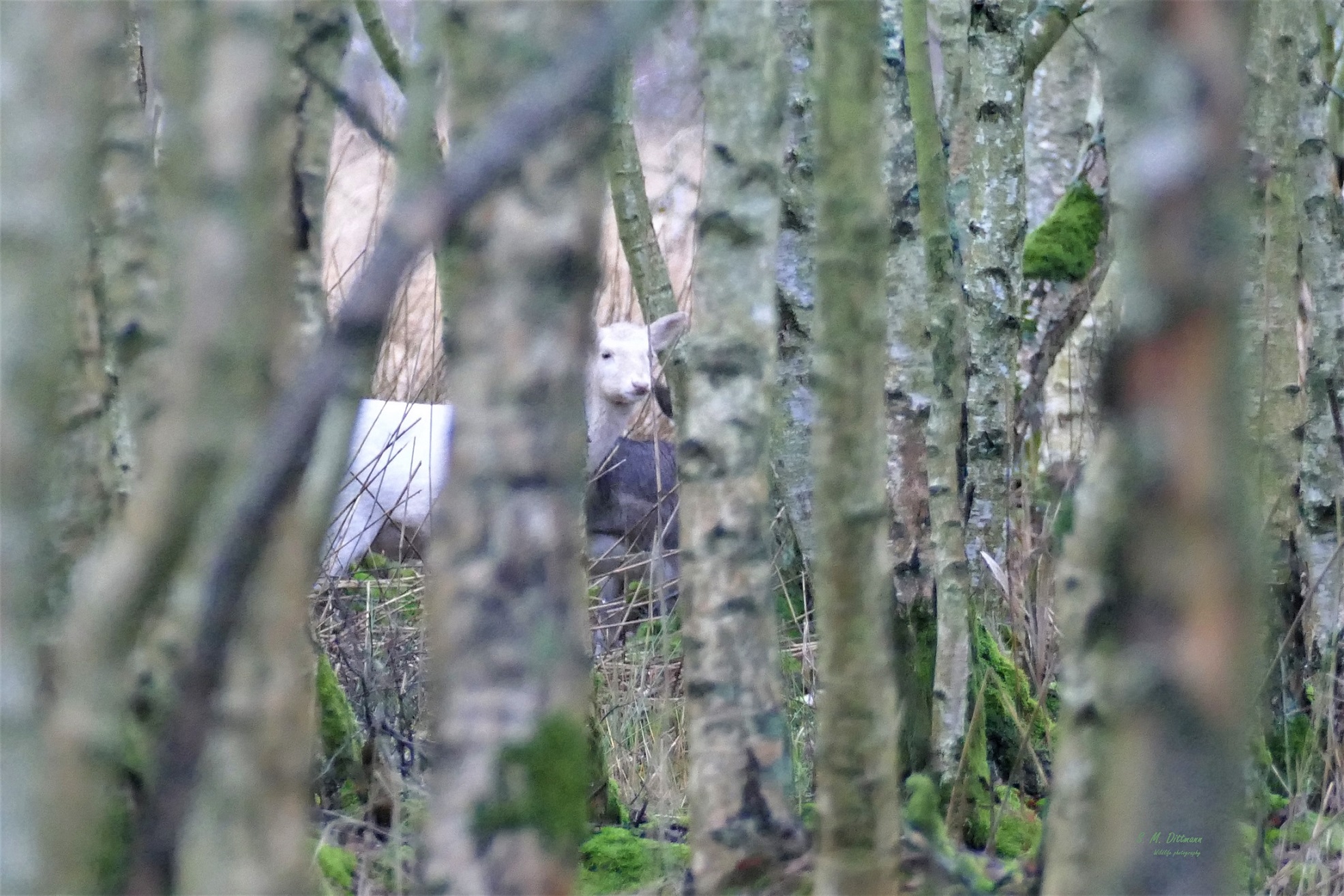 Versteckt ......