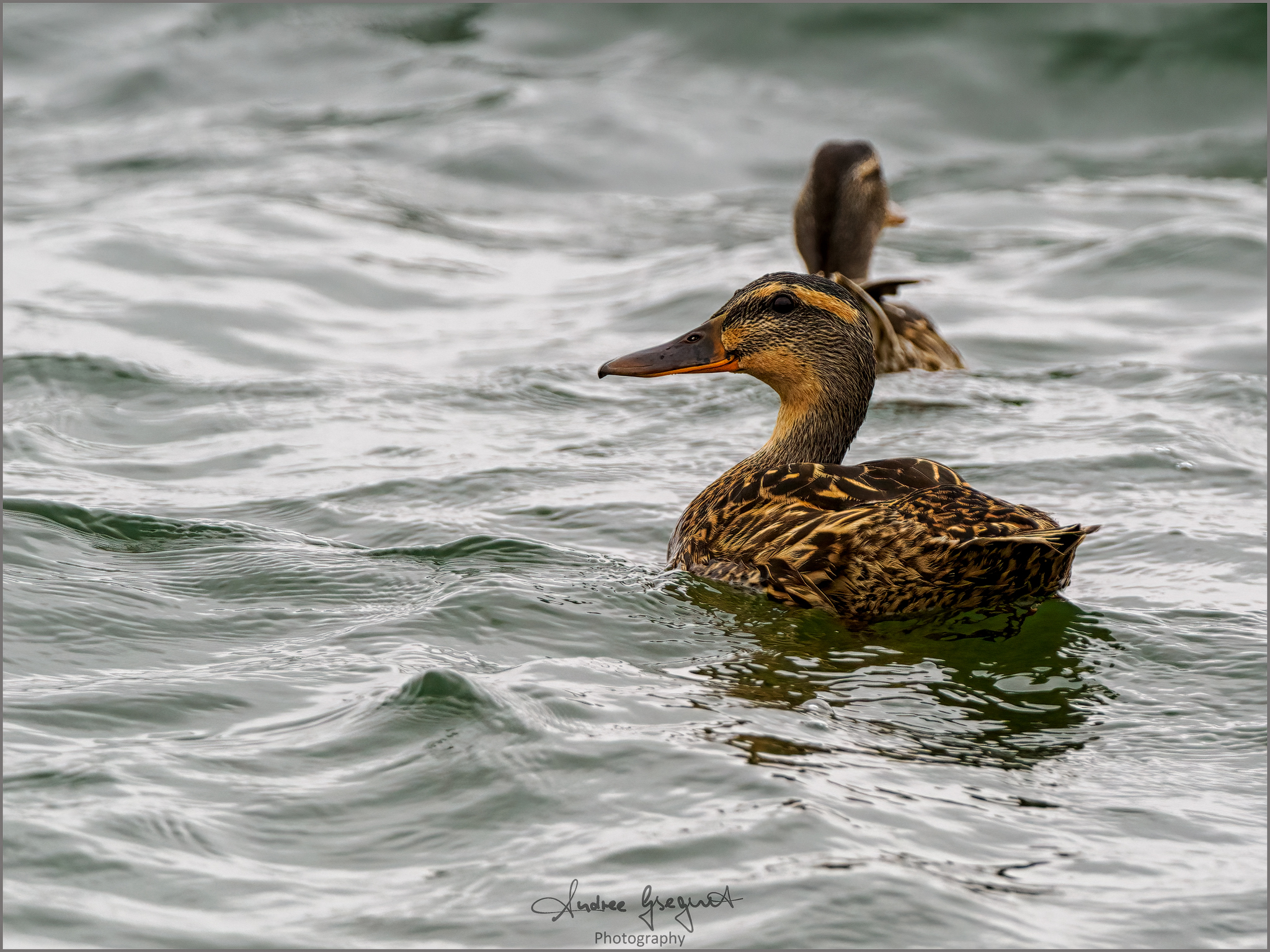 Ostsee-Enten