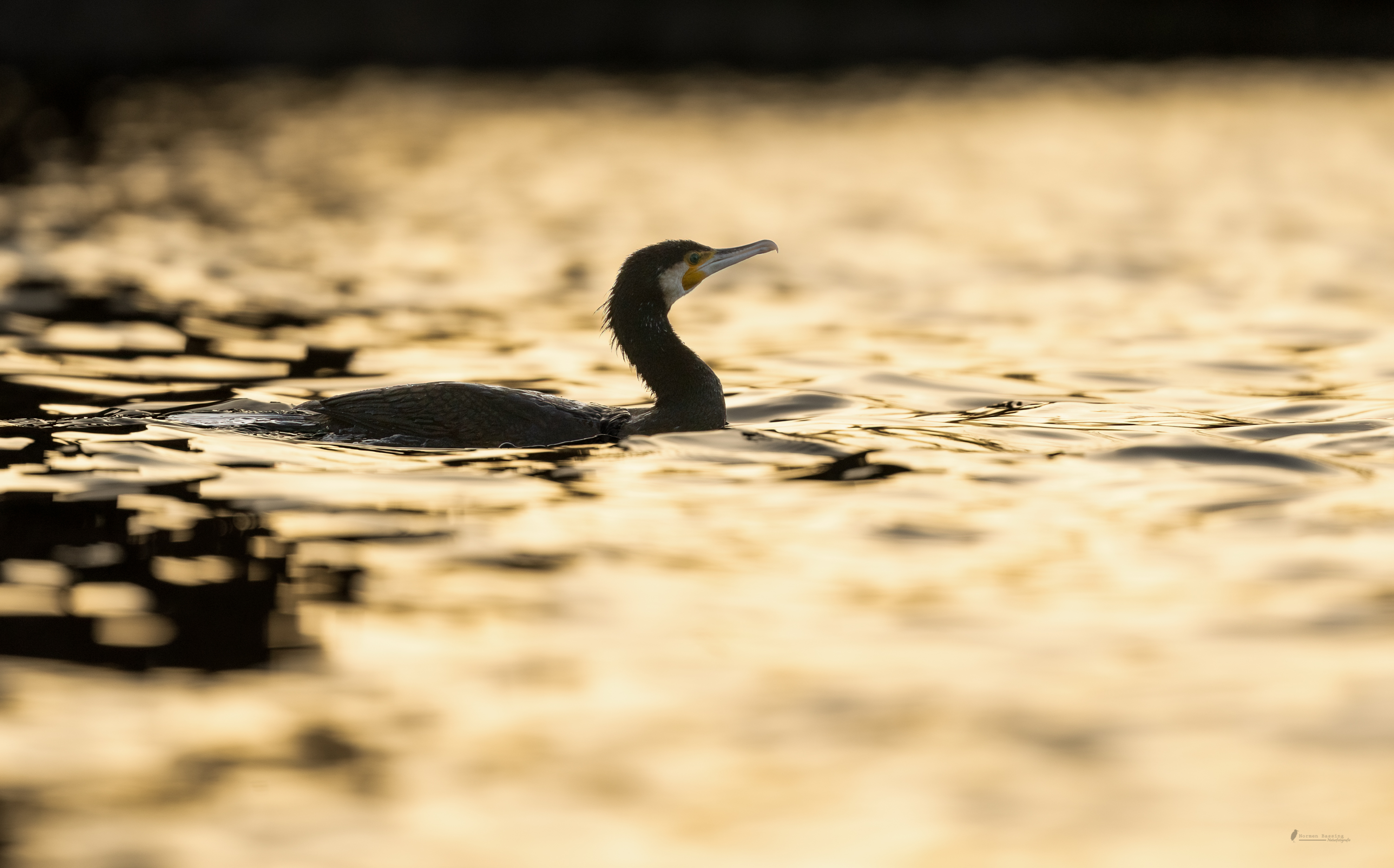 goldener Kormoran (Forum für Naturfotografen)
