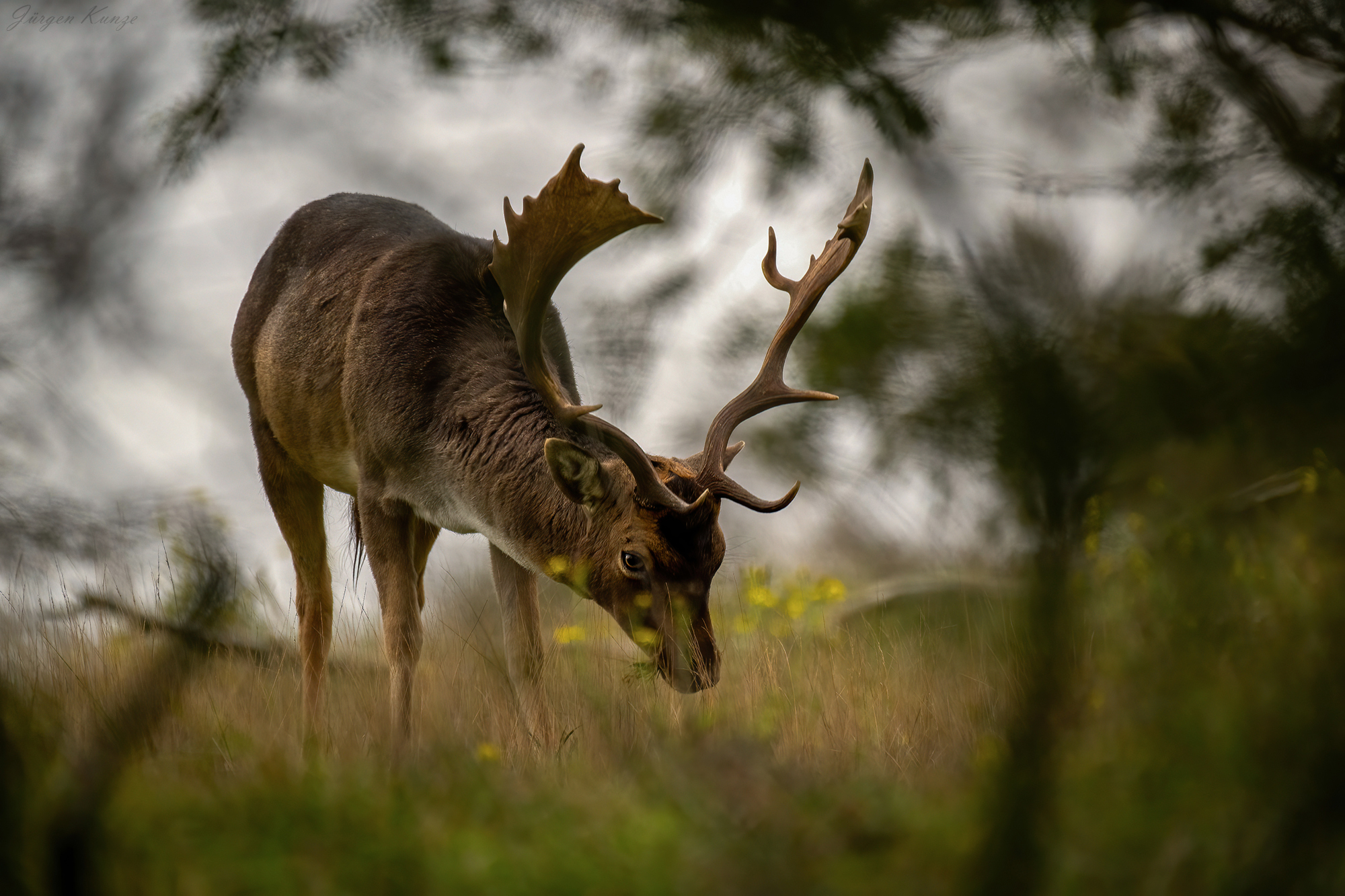 Damhirsch