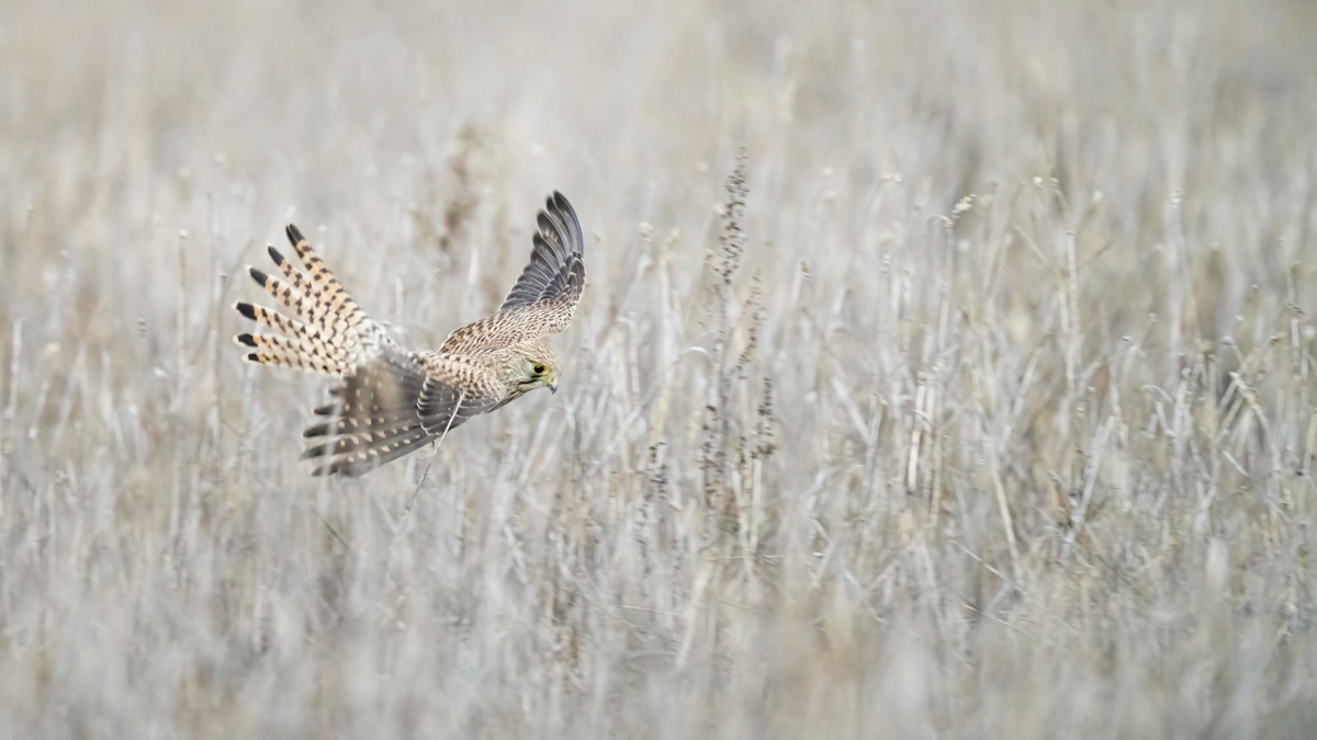 Turmfalke auf Kleinvogeljagd