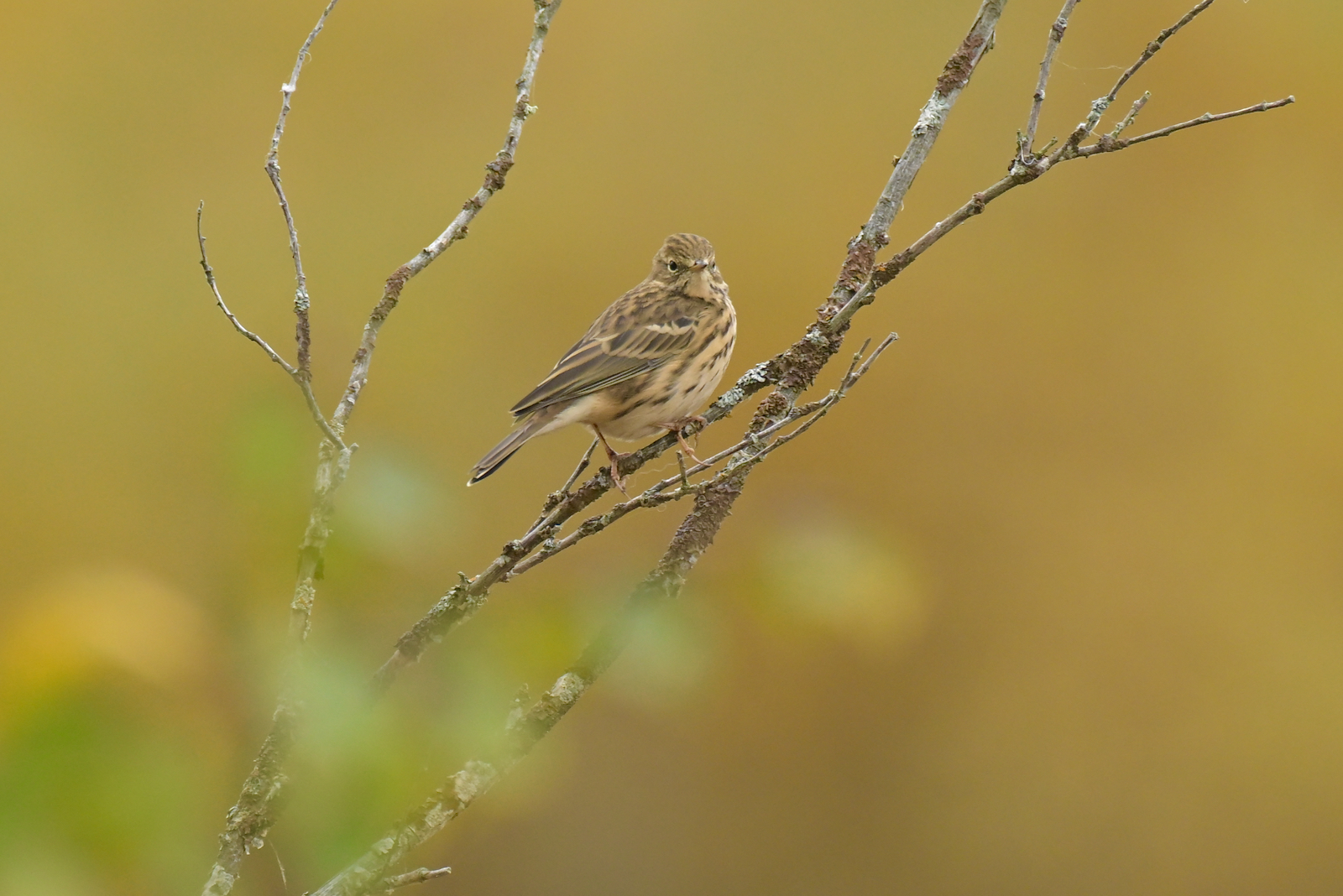 "Wiesenpieper im Herbst"