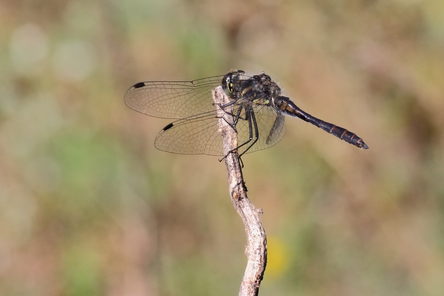 Schwarze Heidelibelle