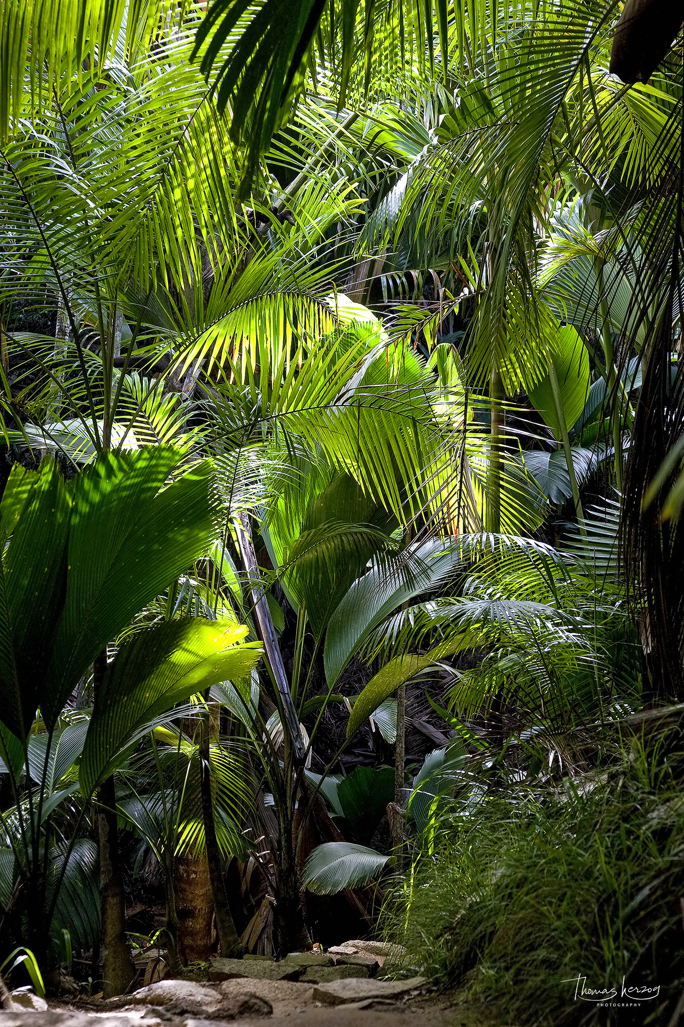 Palmenurwald Vallée de Mai