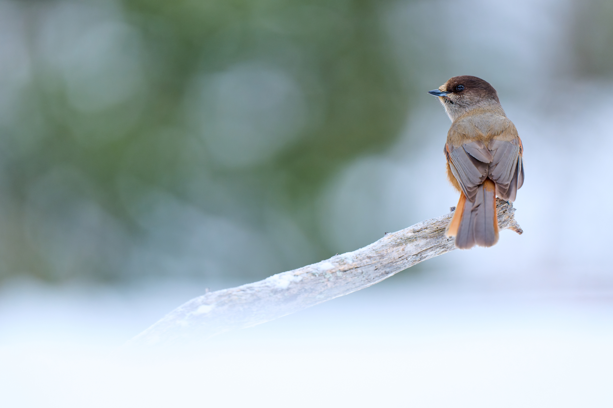 Siberian jay