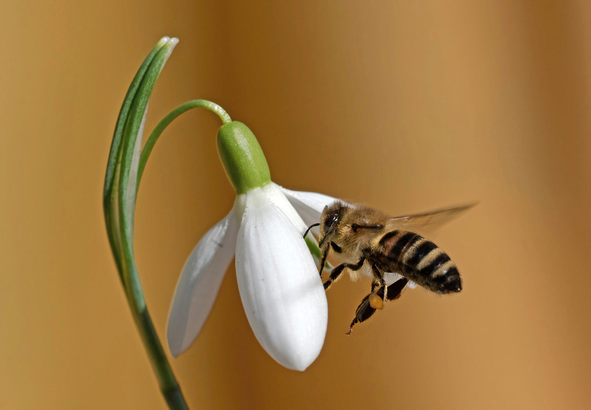 Frühling