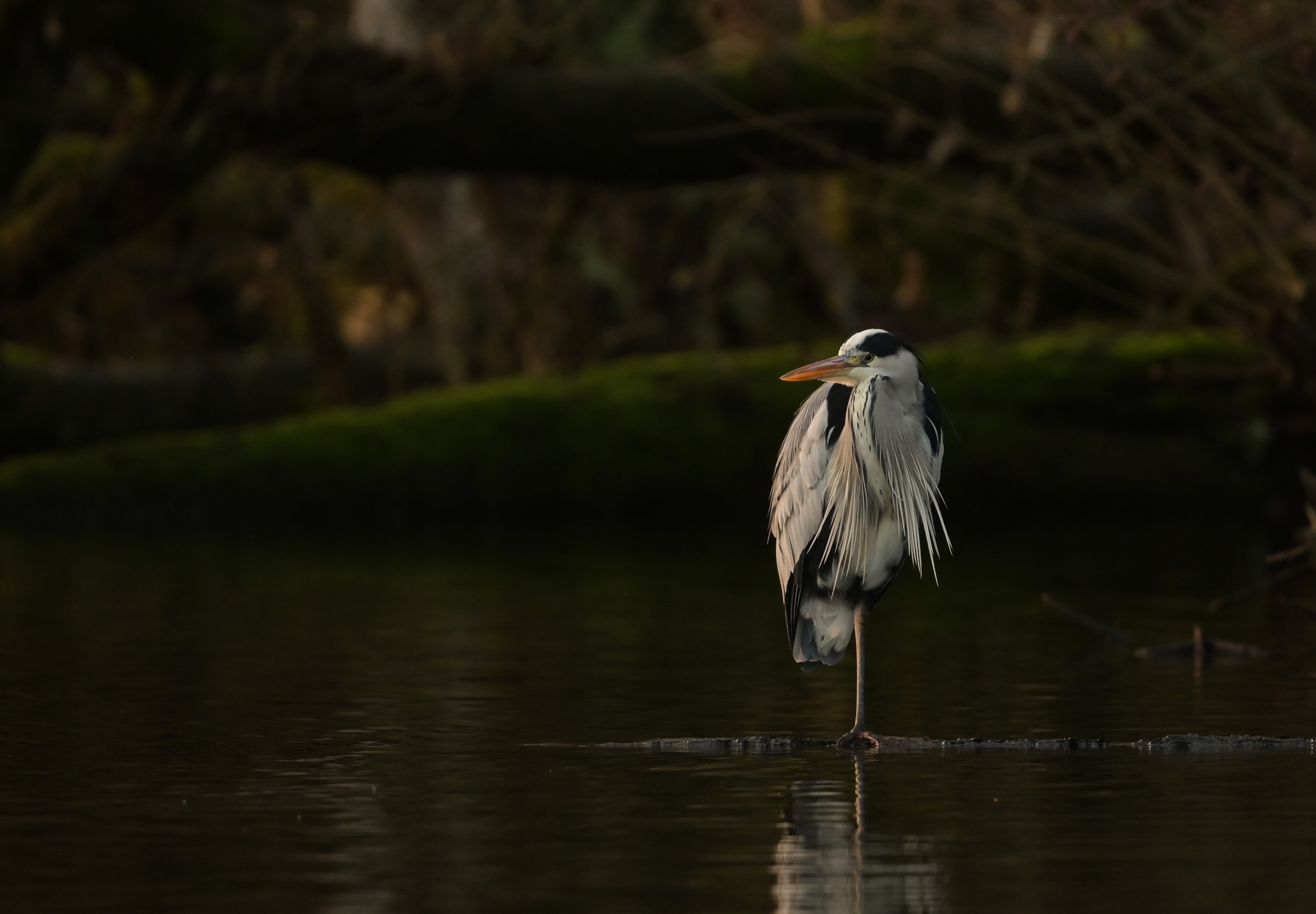 Reiher am Teich (Forum für Naturfotografen)