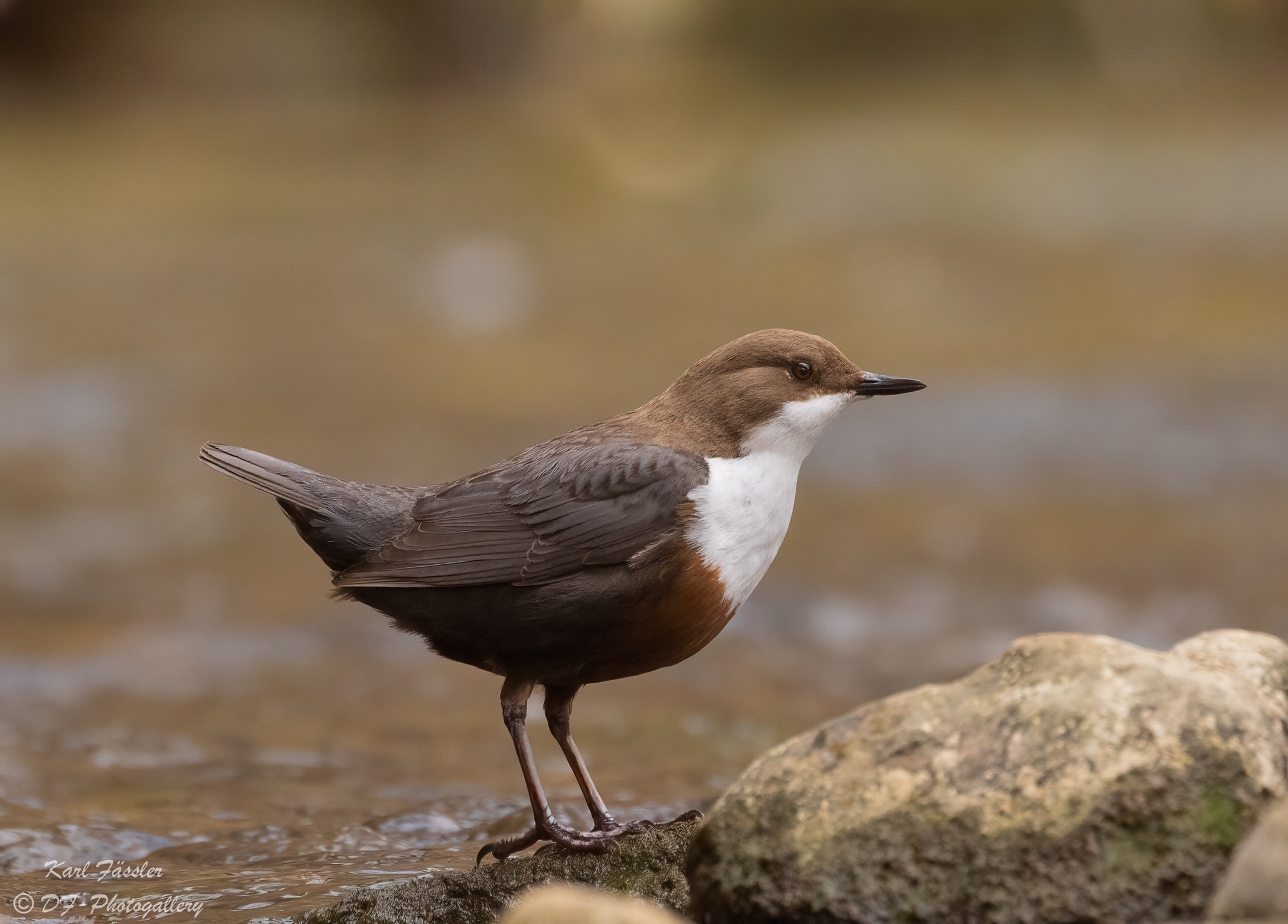 Wasseramsel