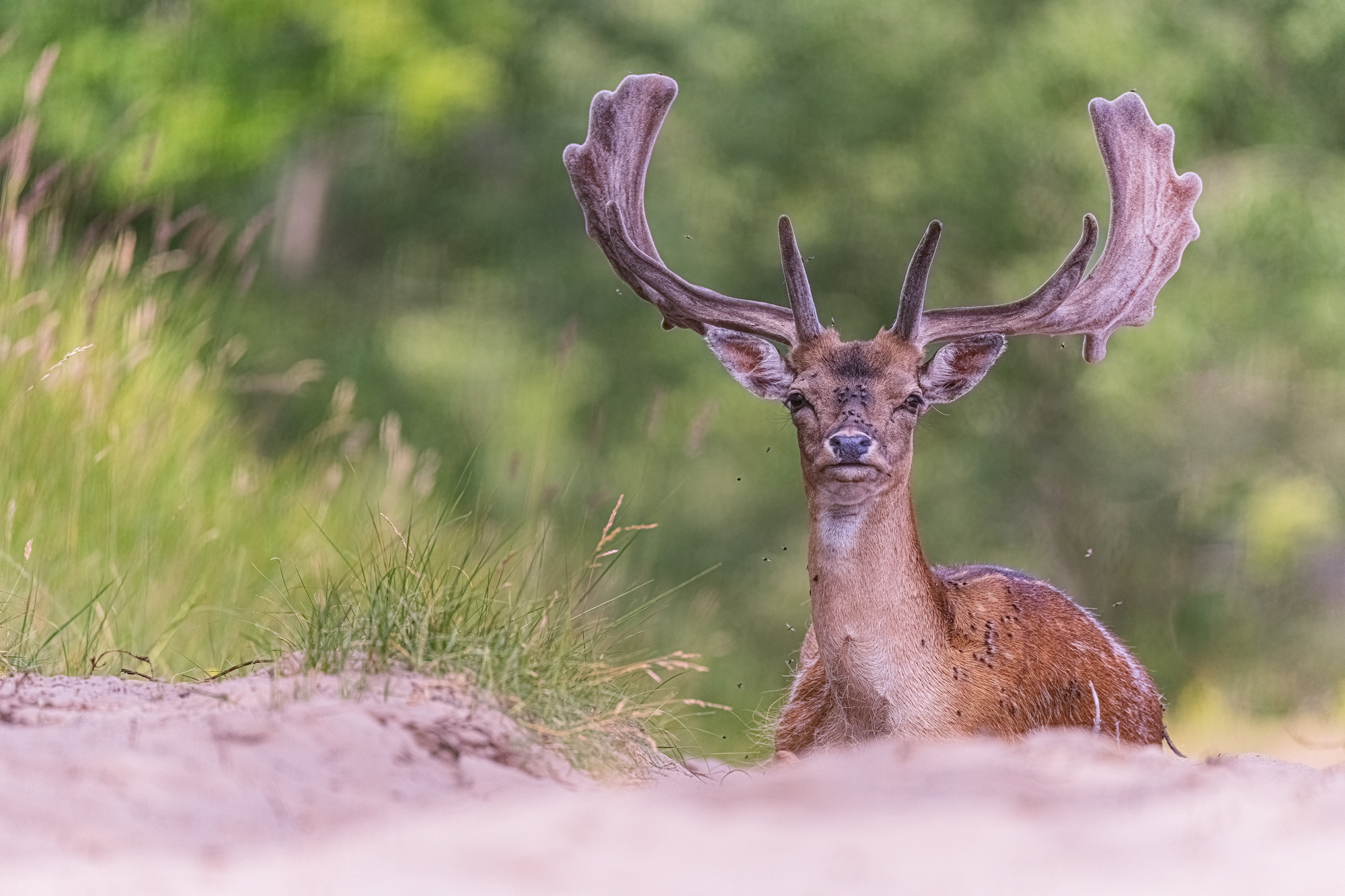 Mittagsruhe im Dünensand