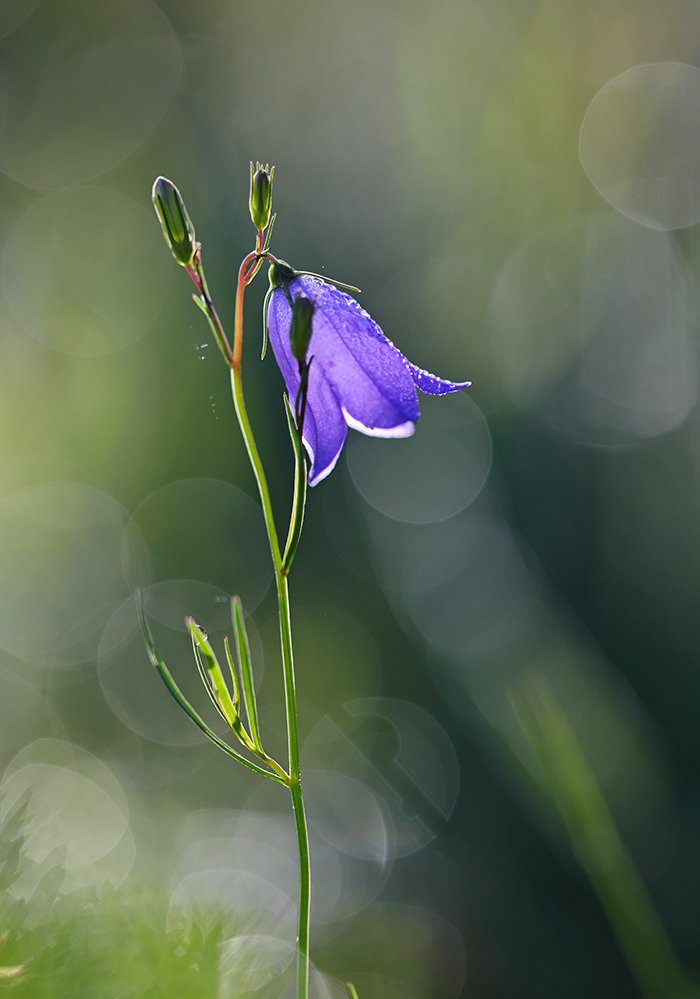 Glockenblume