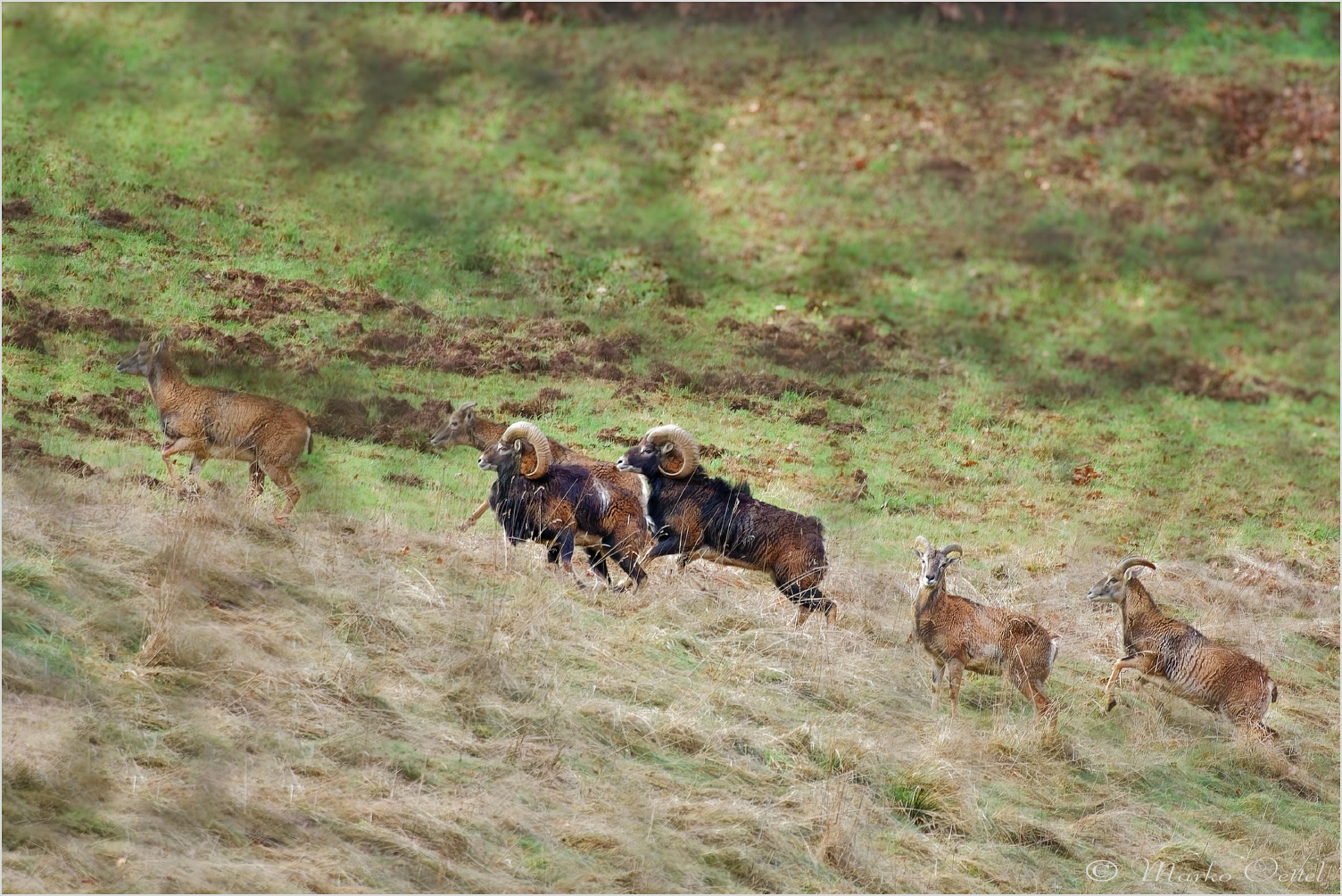 Europäische Mufflon (Ovis gmelini musimon)