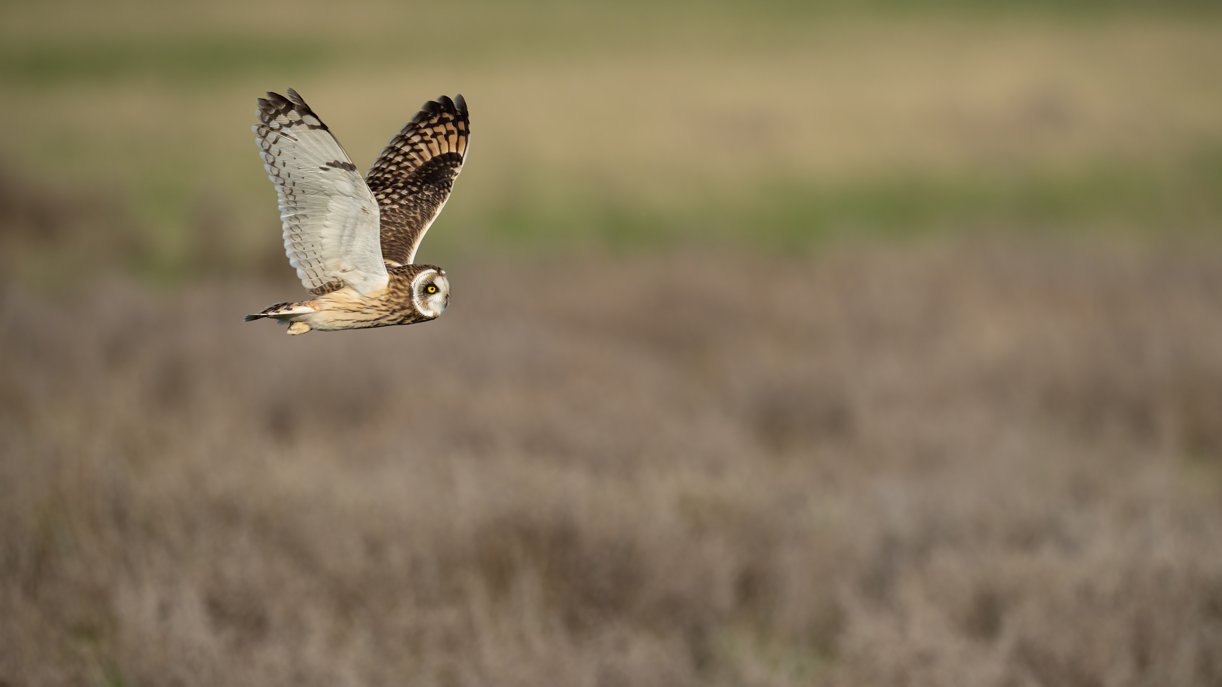 Schönheit im Flug