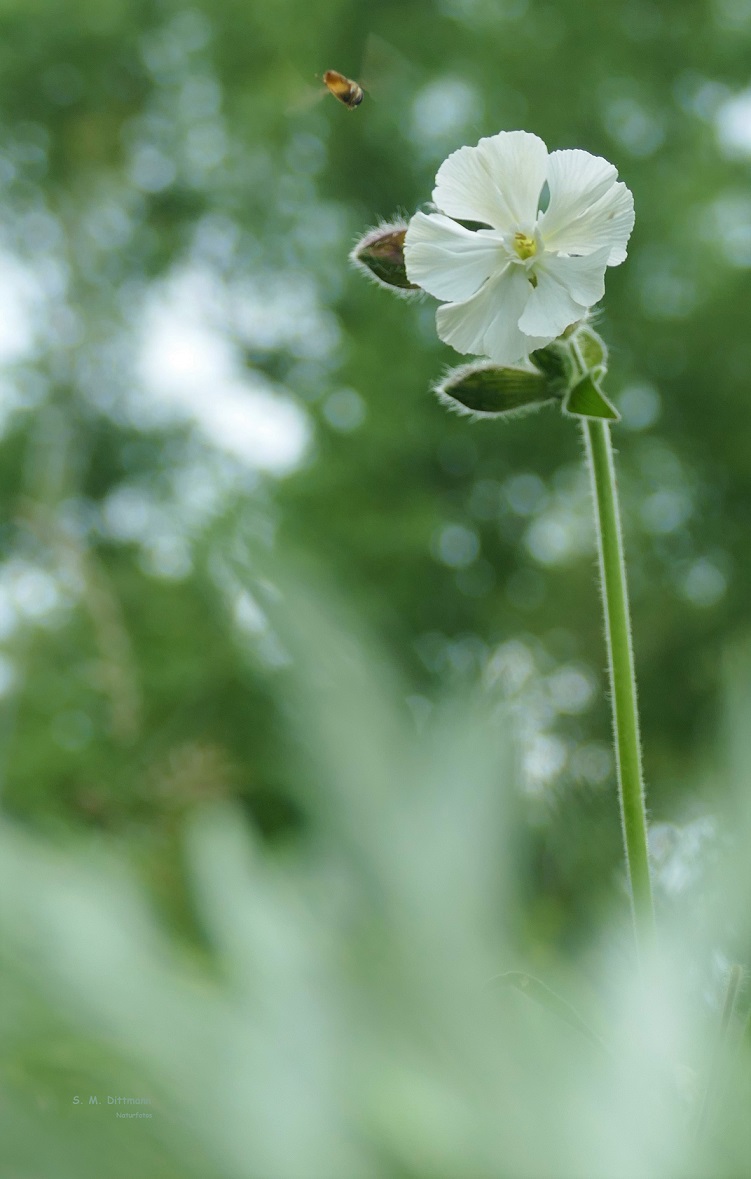 Die Breitblättrige Lichtnelke