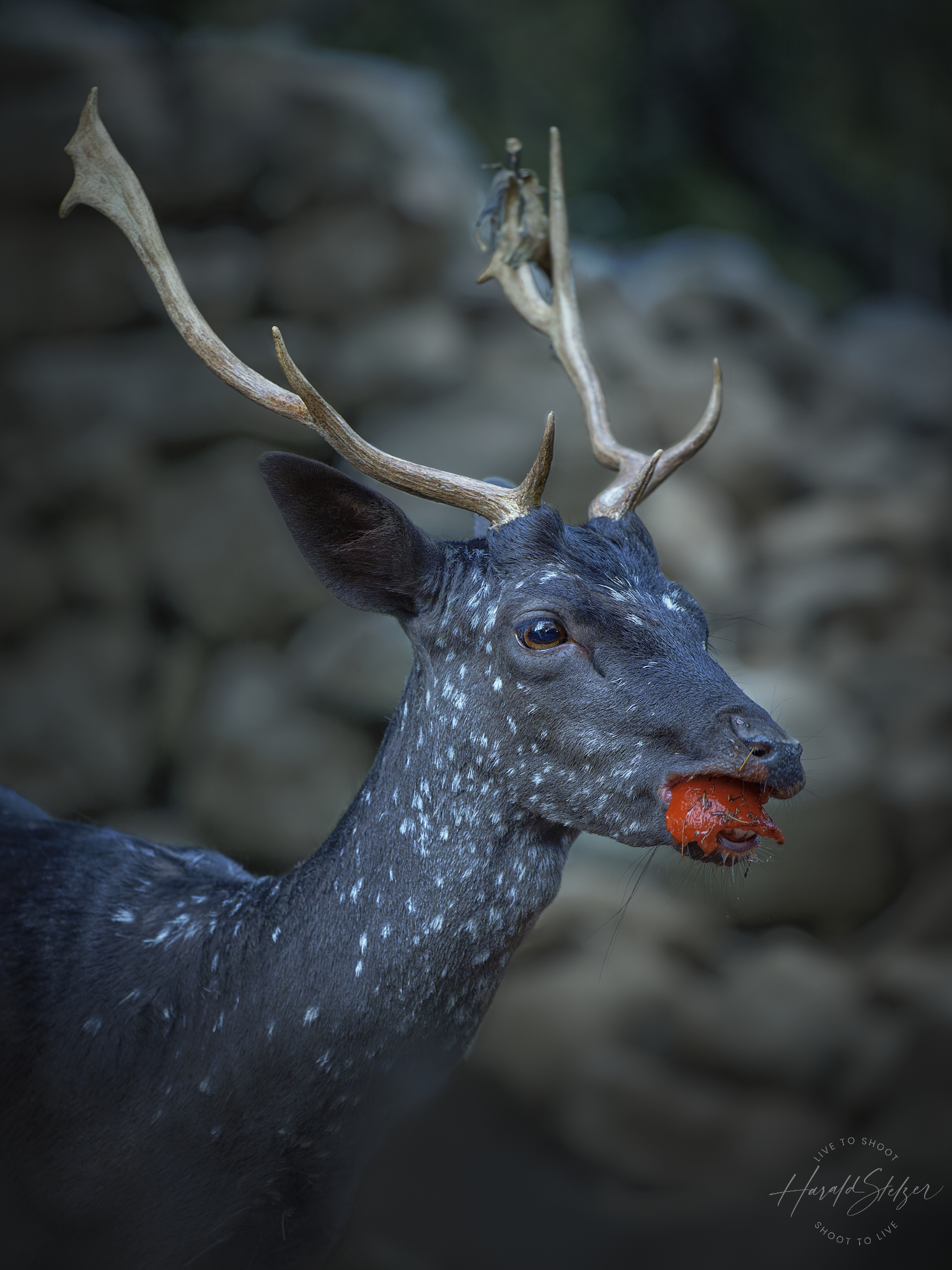 Dammhirsch mit Tomate