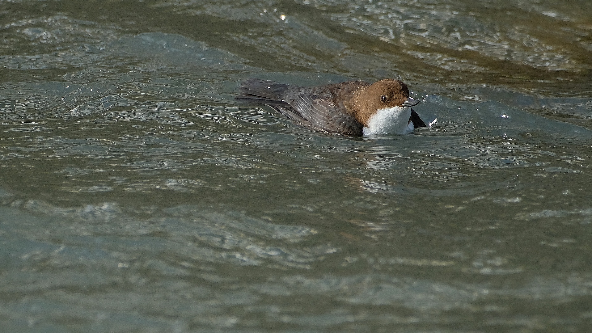 Wasseramsel