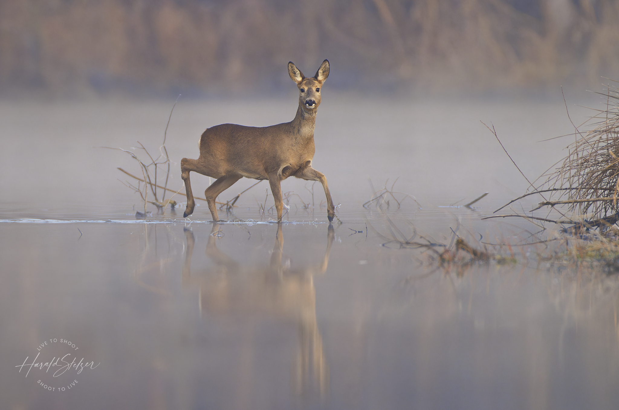 Ricke am Wasser