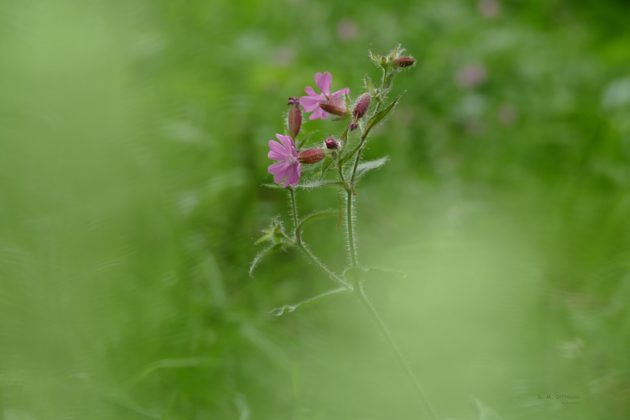 Die Rote Lichtnelke