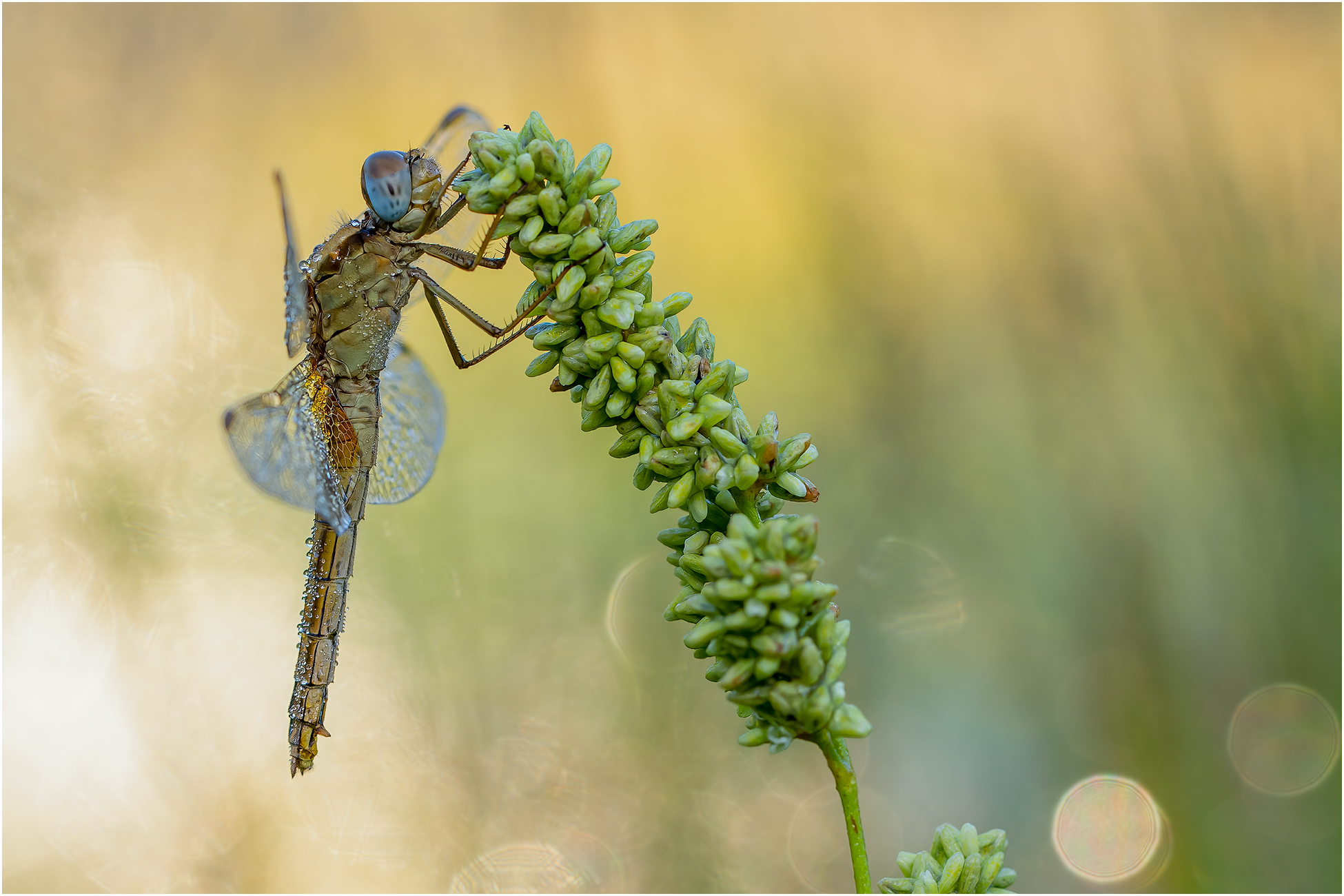 Libelle