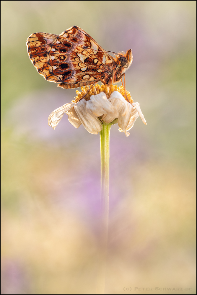 Magerrasen-Perlmuttfalter (Boloria dia)