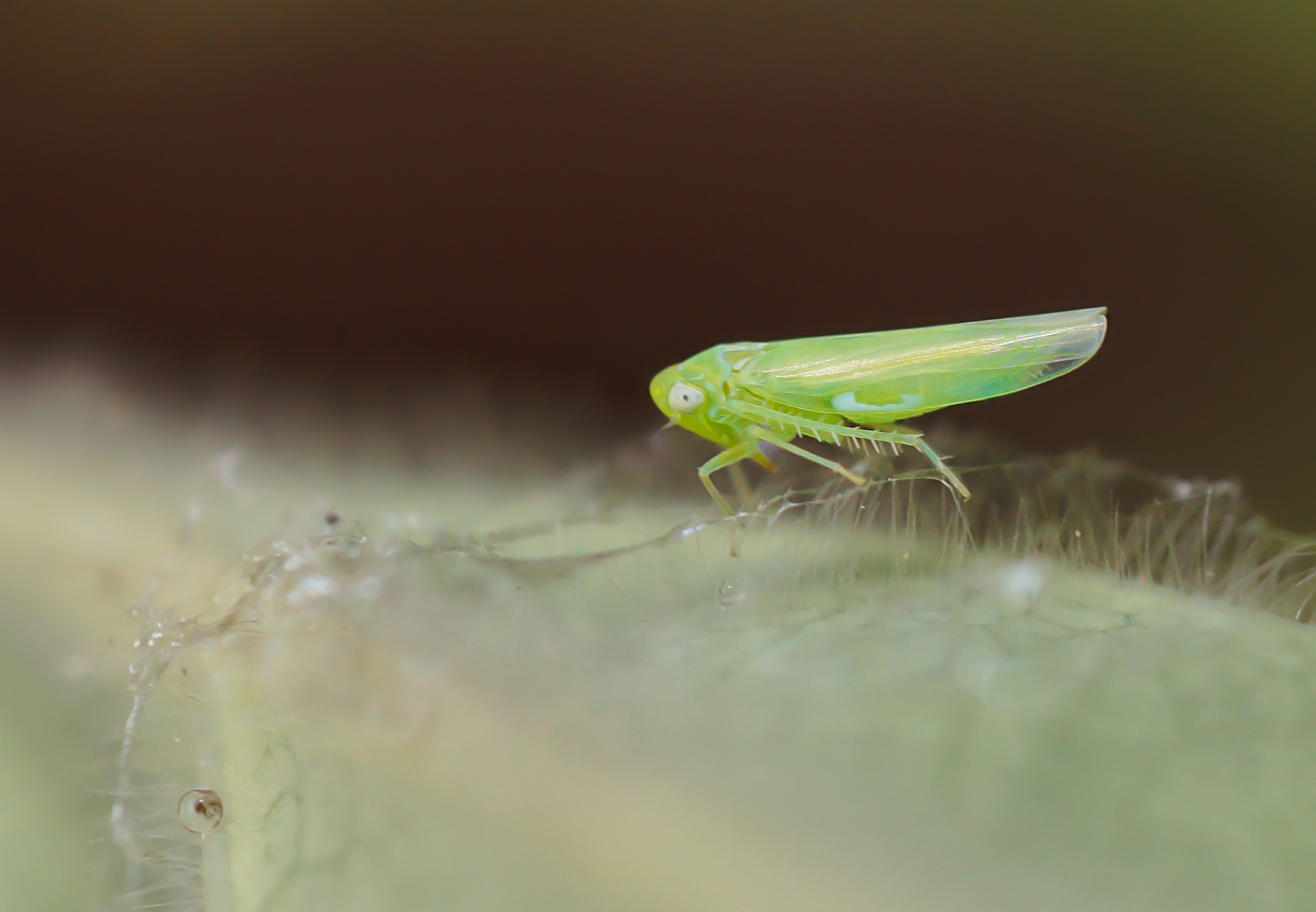 Gemüseblattzikade (Empoasca decipiens)