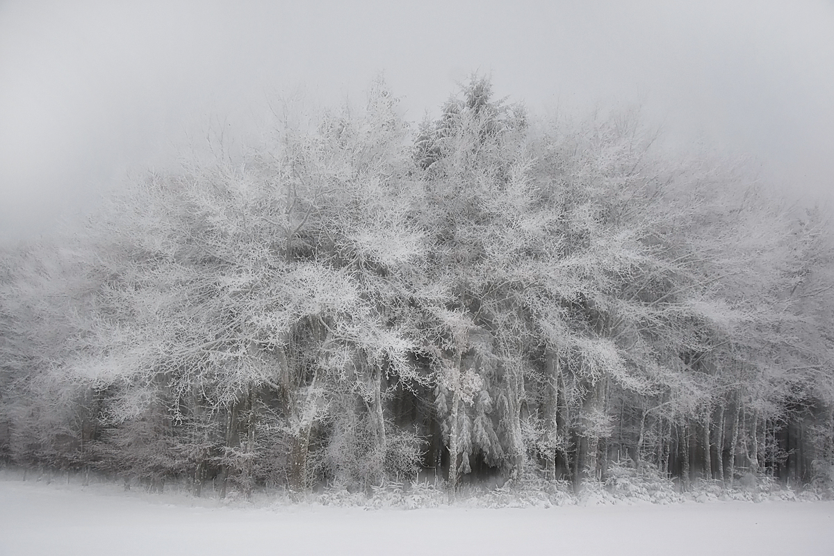 Winterwald