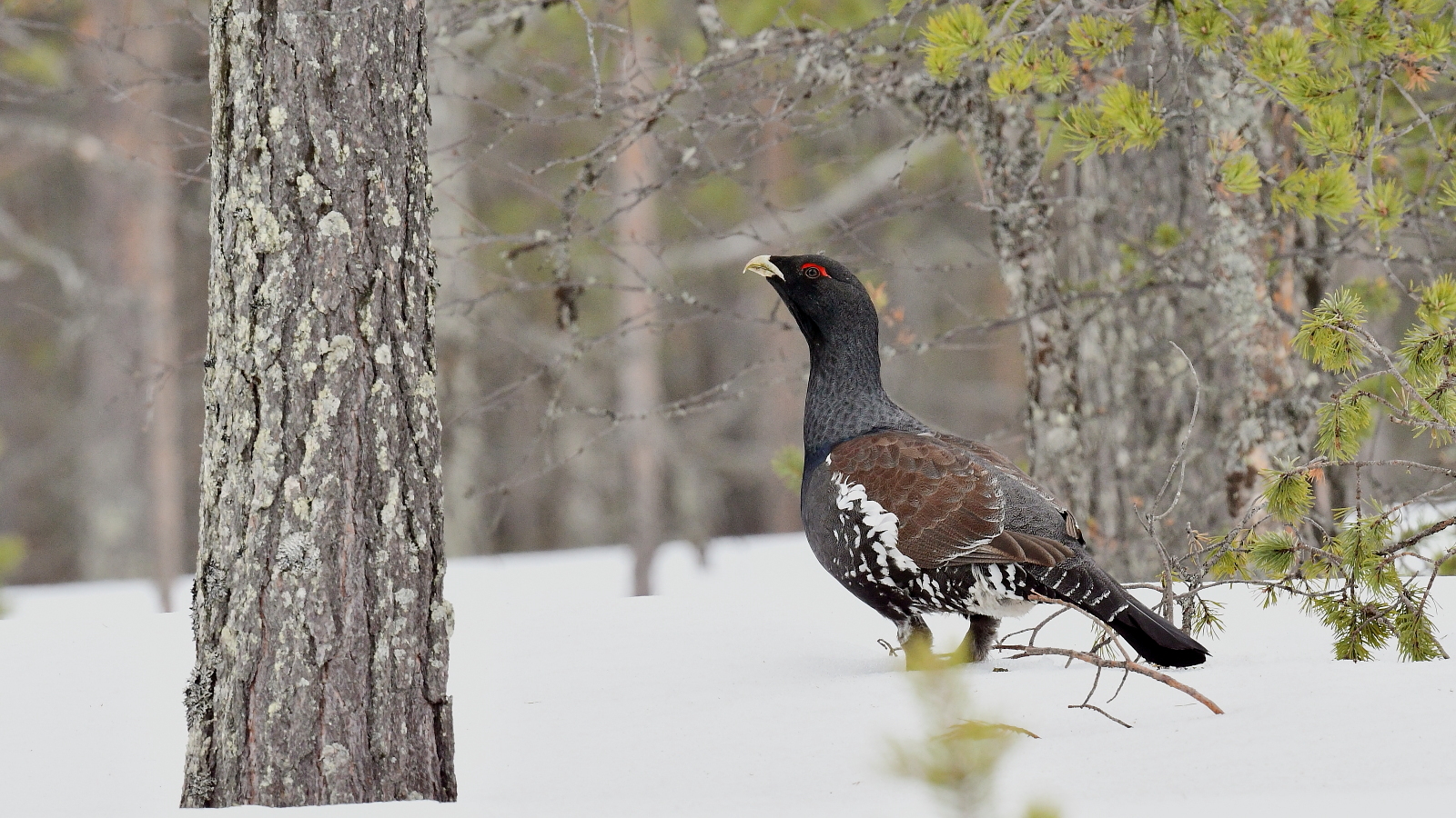 Auerhahn im finnischen Winterwald