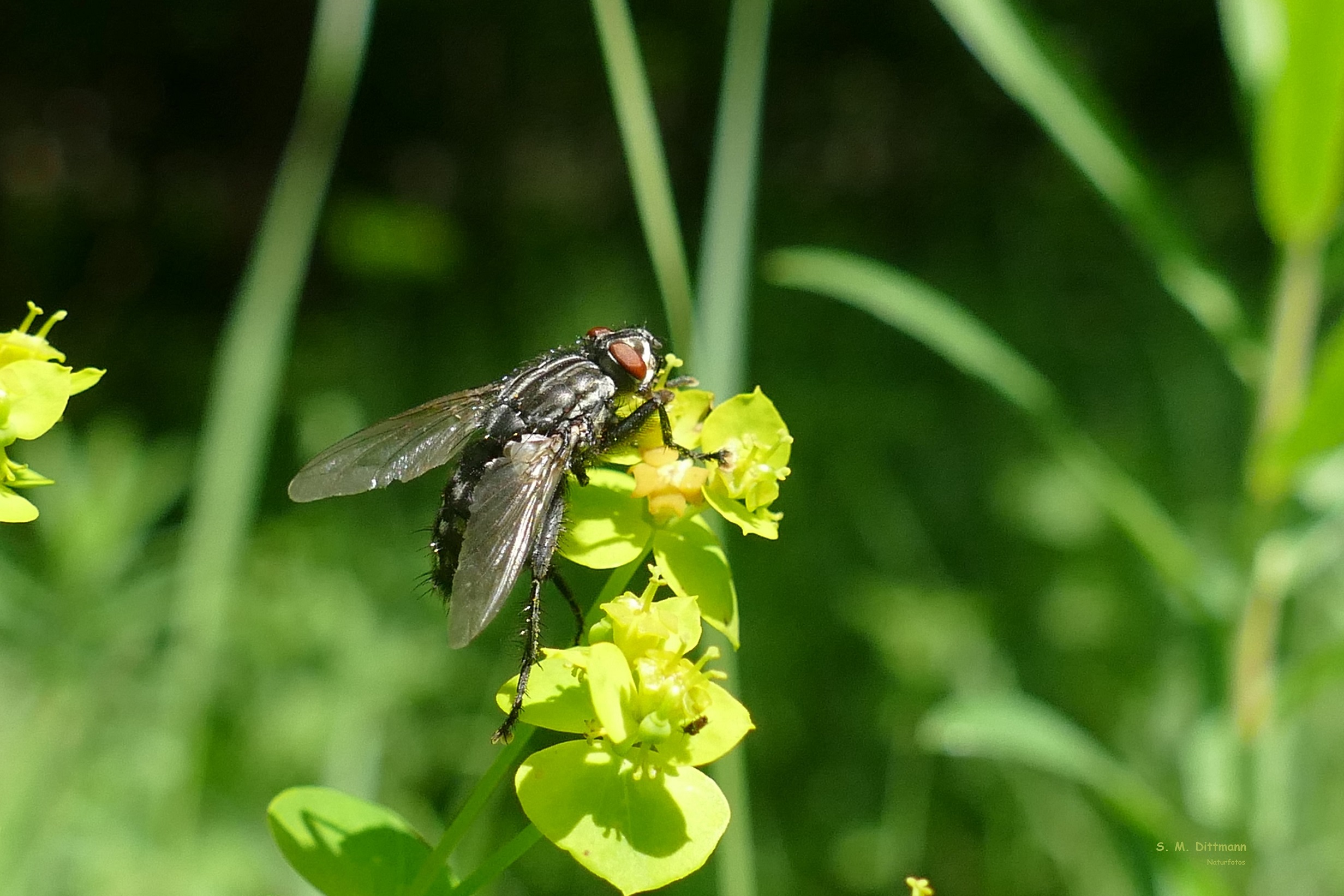 Nur eine Fliege