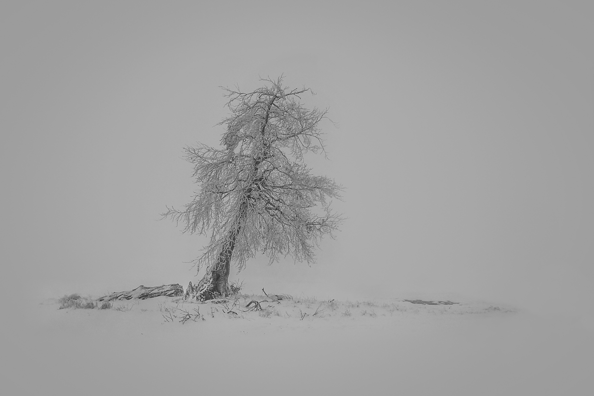 einsamer Baum im Nebel