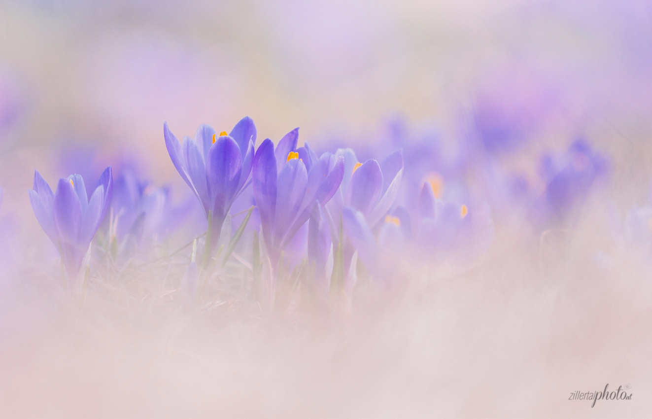 Ein bisschen Frühling