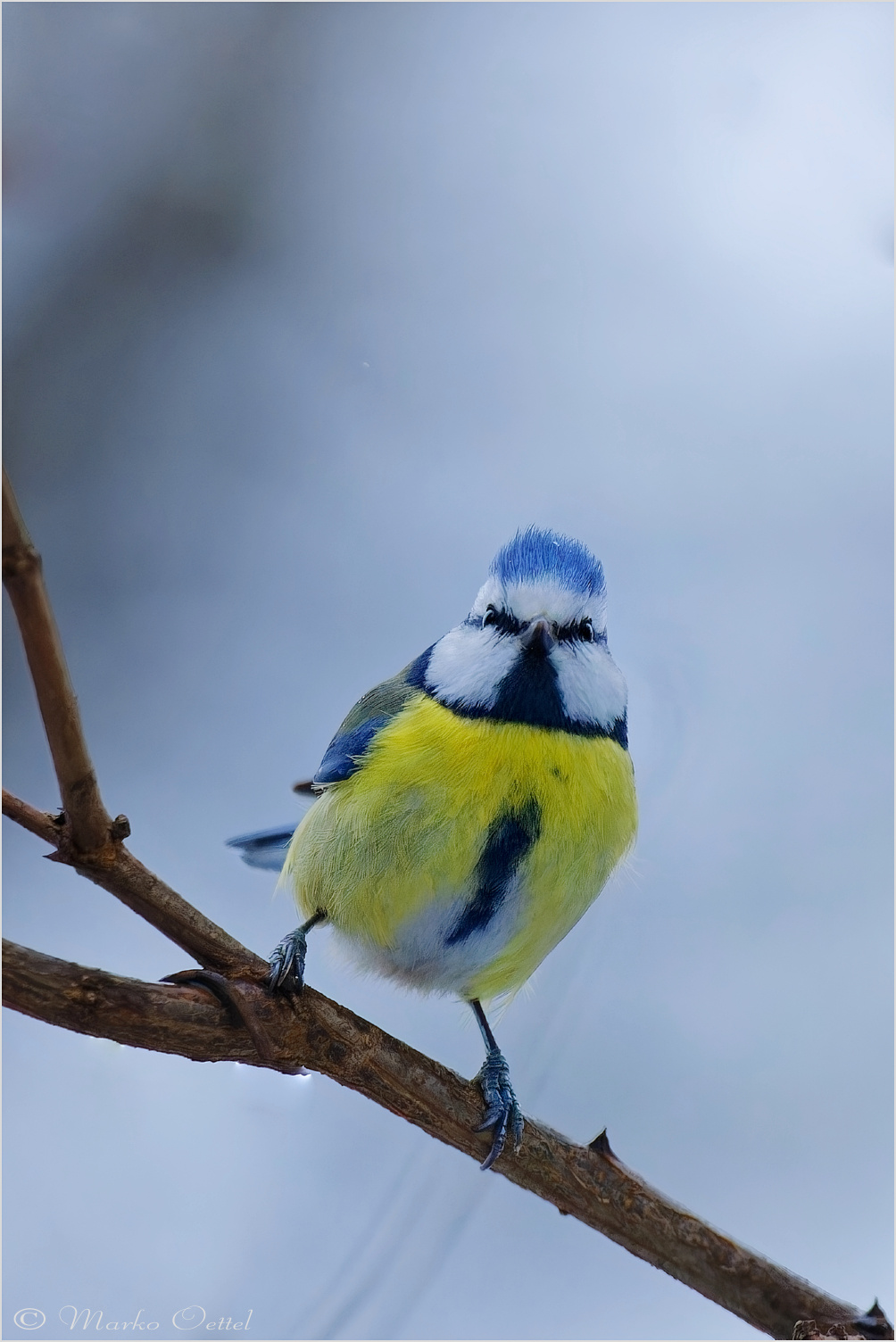 Blaumeise (Cyanistes caeruleus)