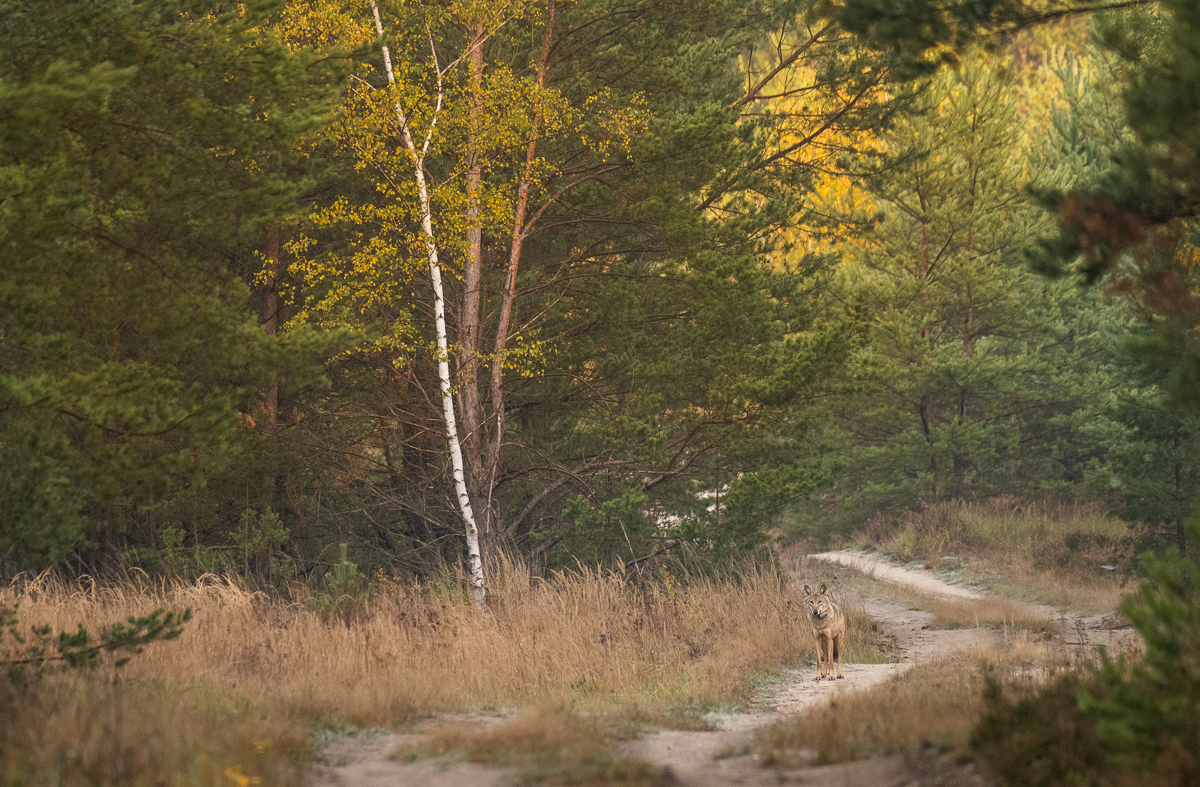 Herbst Wolf im Lebensraum