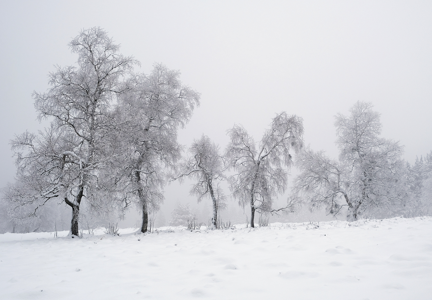 Winterliche Baumgruppe