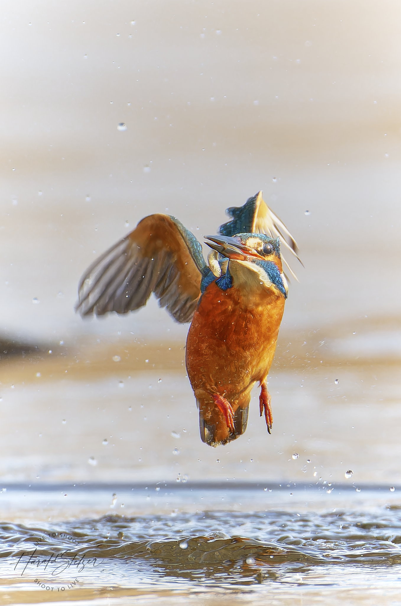 Glücklicher Eisvogel in der Sonne