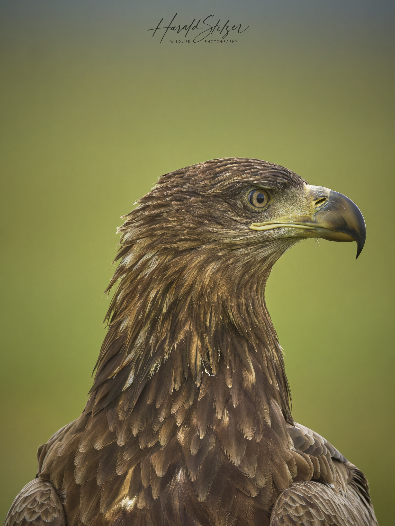 Seeadler Portrait