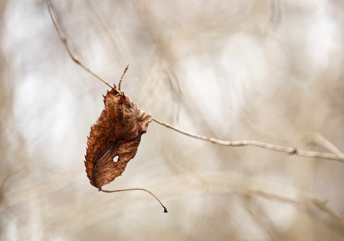 das Blatt