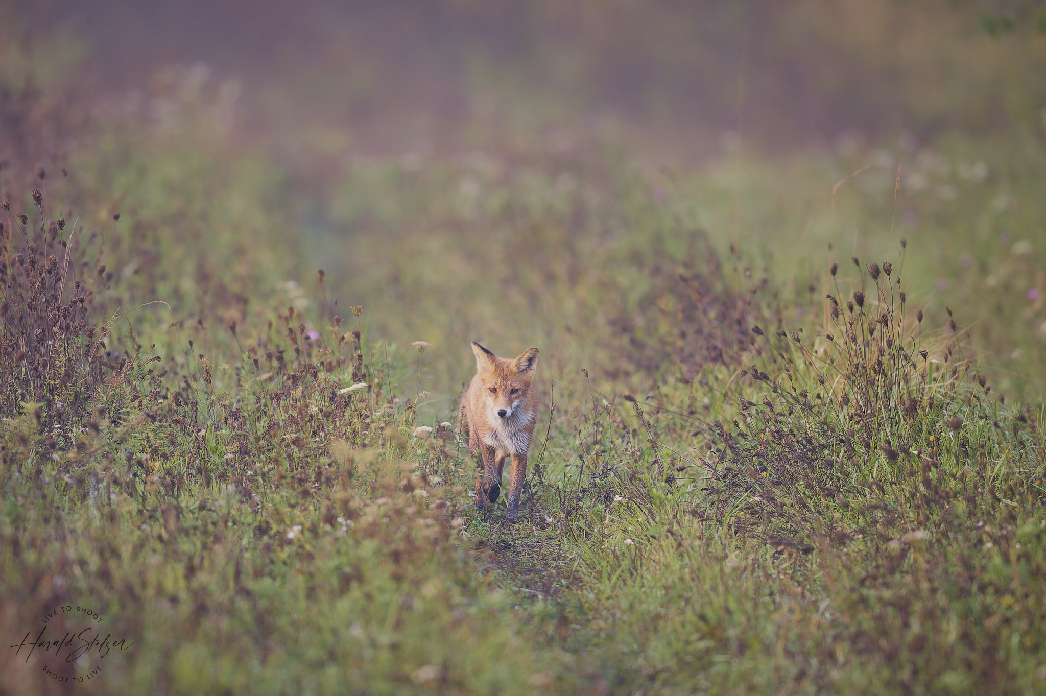 Der Weg des Fuchses