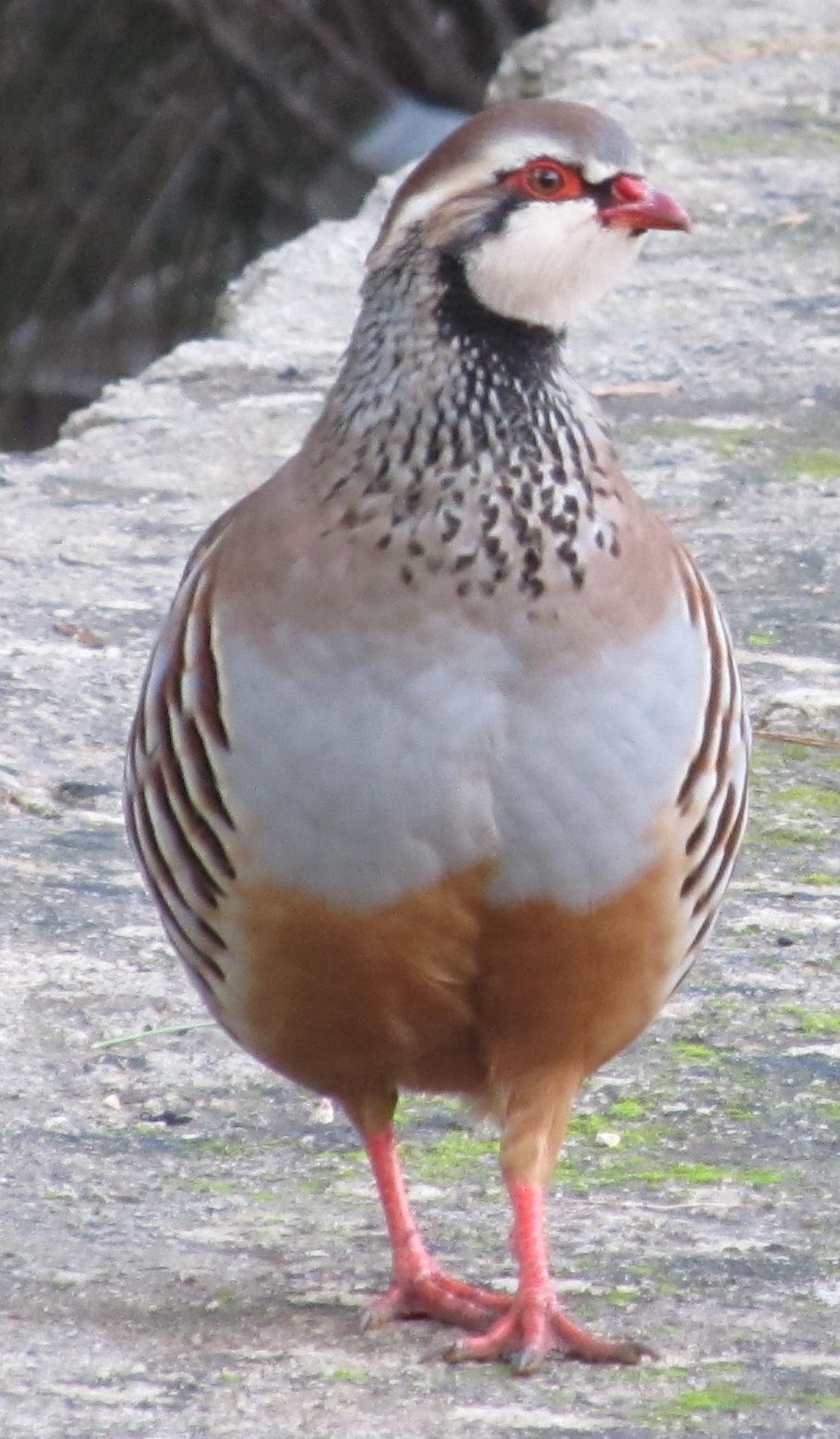 p3 (Forum für Naturfotografen)