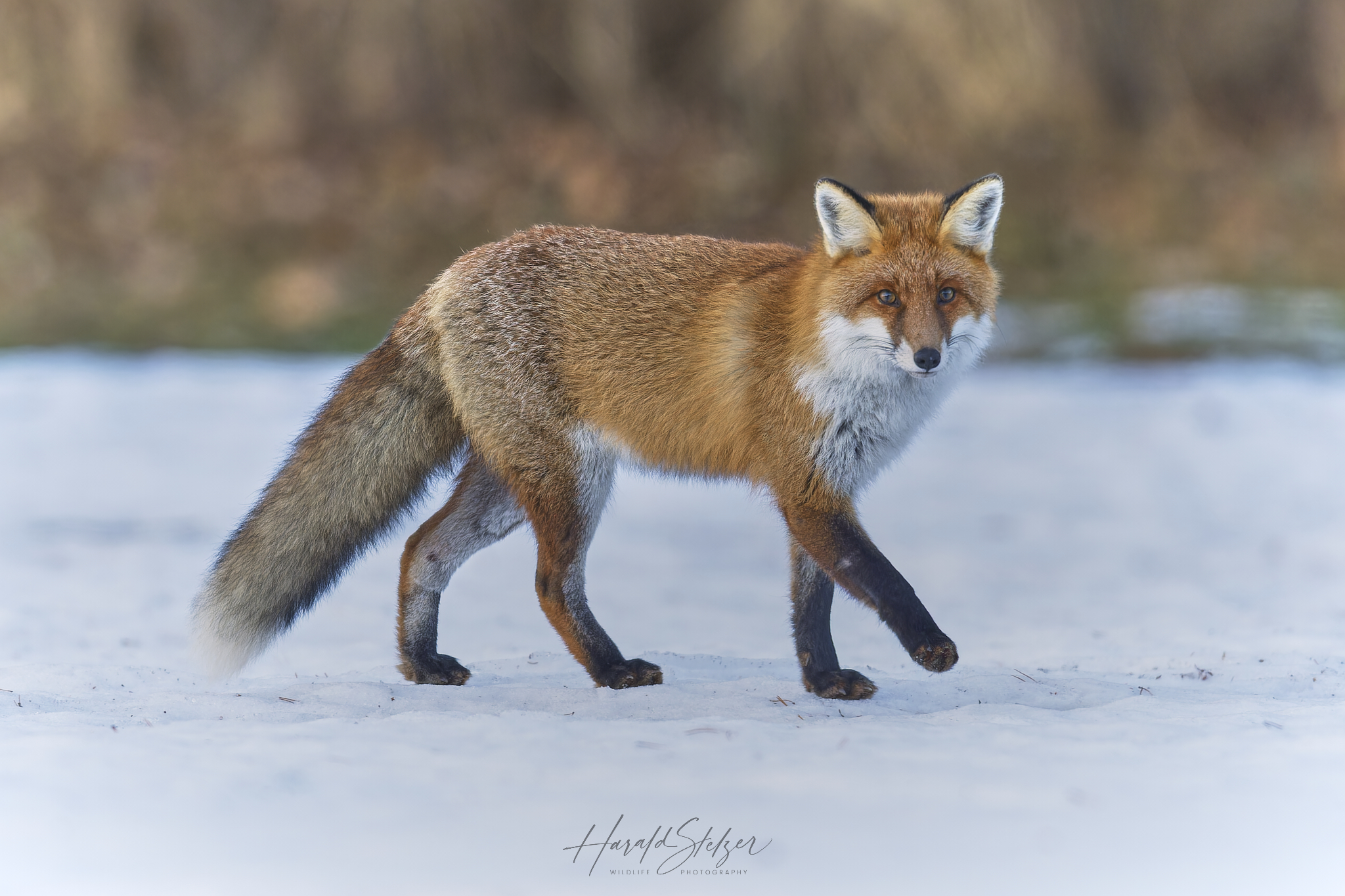 Fuchs im Schnee