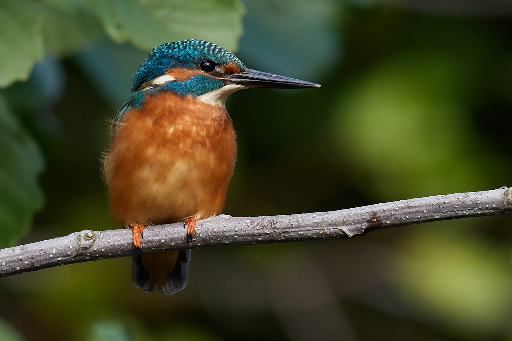 Eisvogel