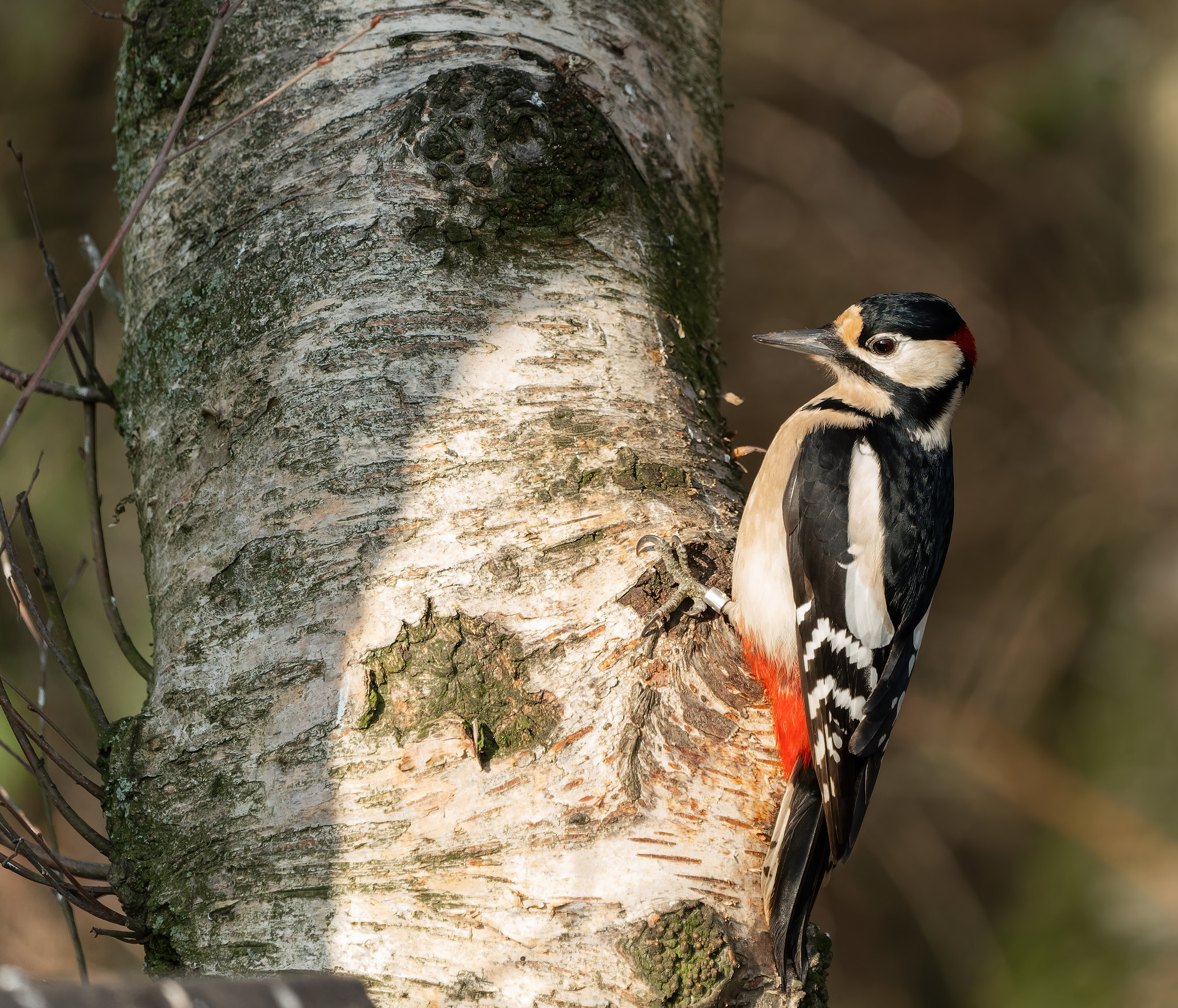 Buntspecht (Forum für Naturfotografen)
