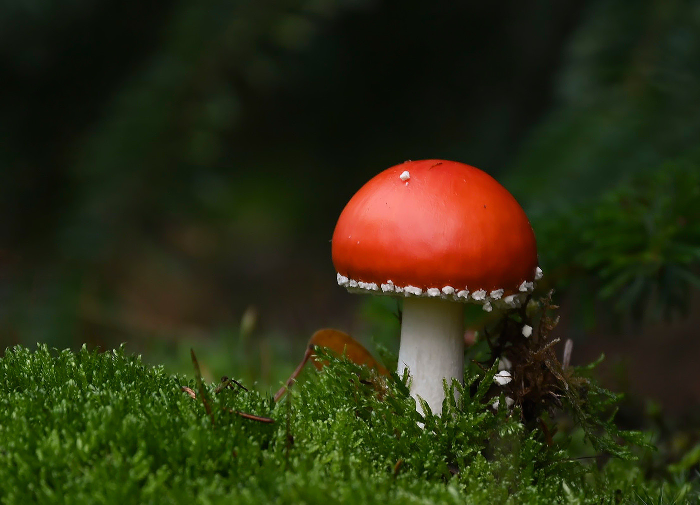 Ohne Punkte (Forum für Naturfotografen)