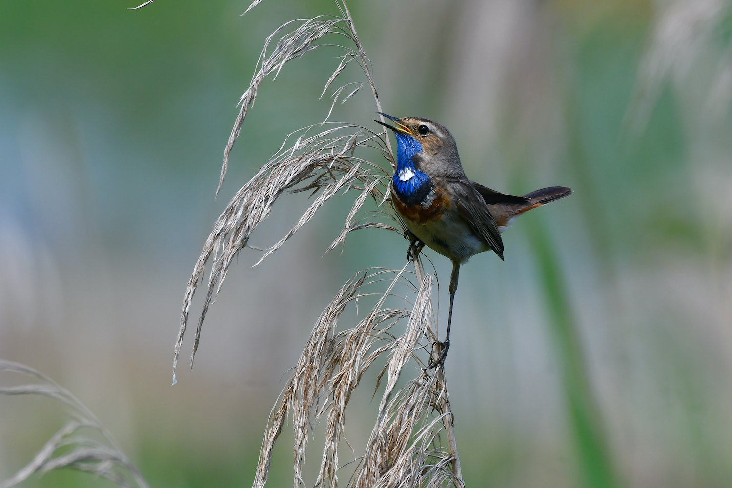 Blaukehlchen