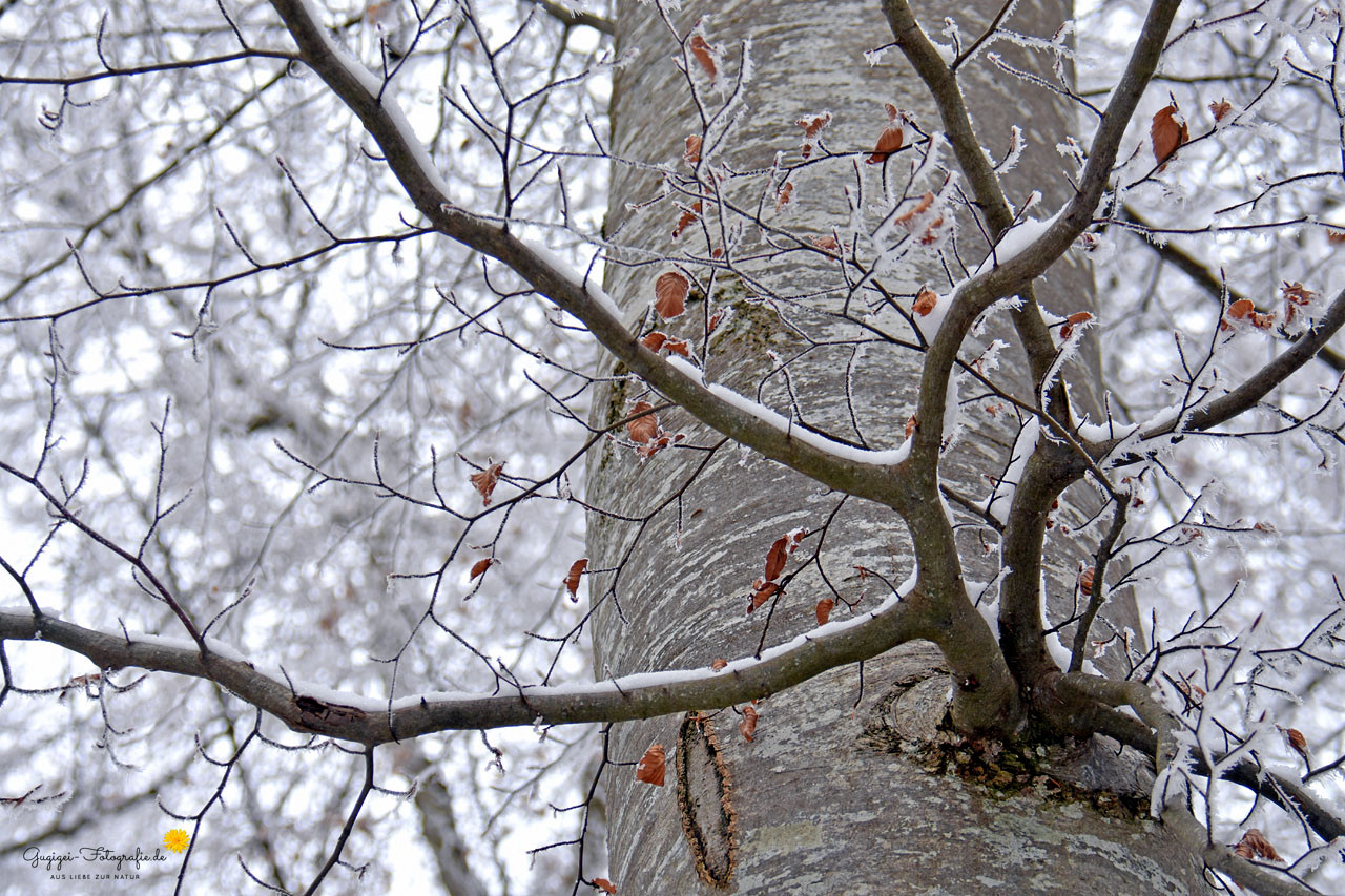 Winterbuche