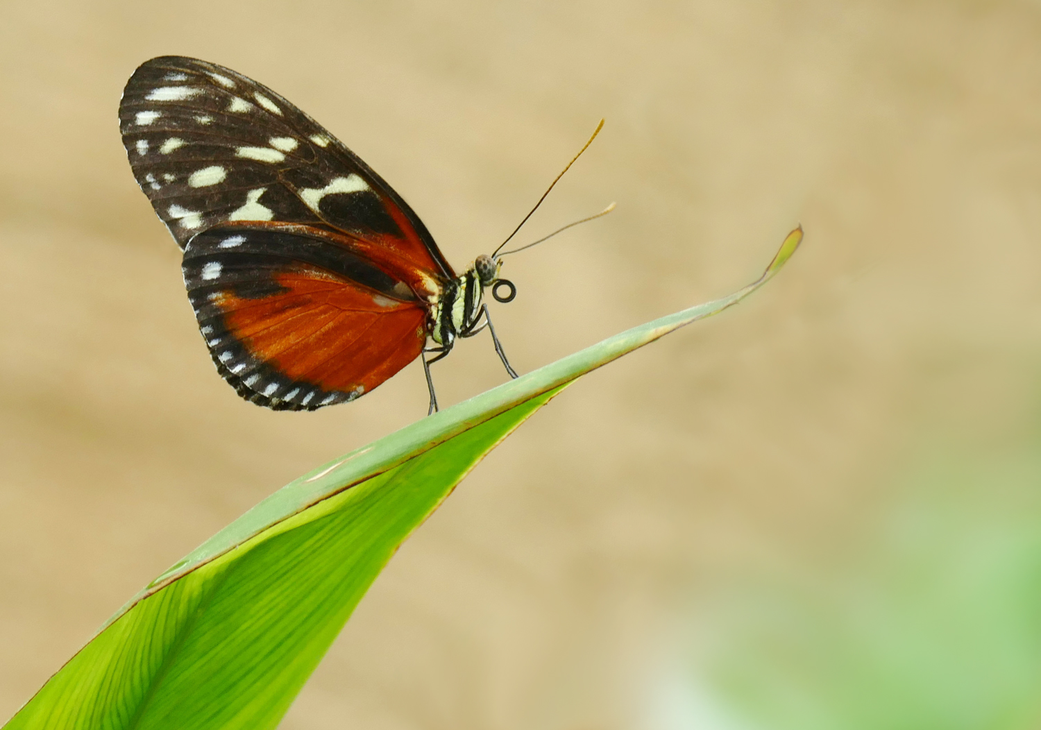 Heliconius ...