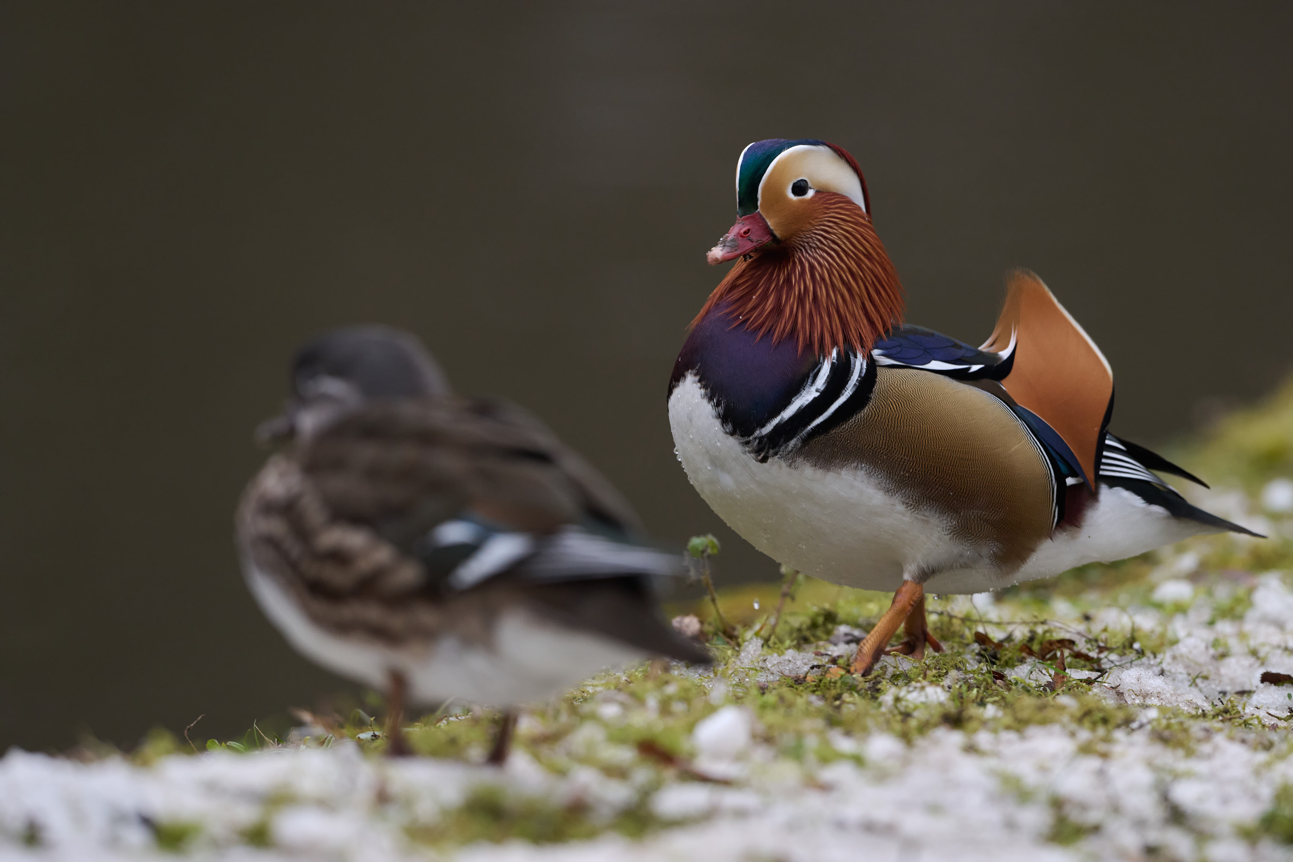 Mandarinente