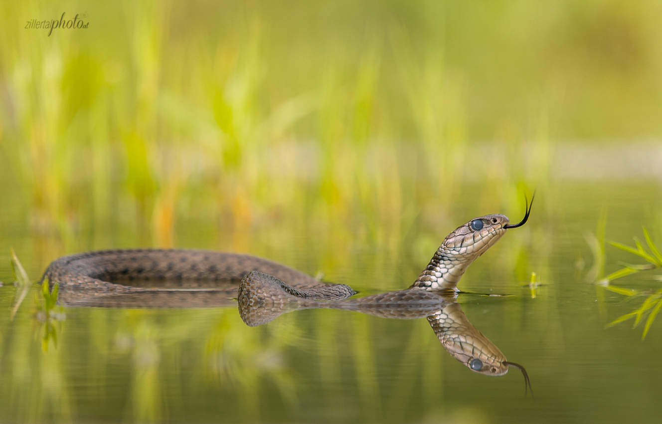 Natrix Helvetica