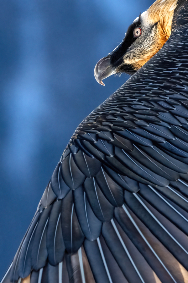 nähe zum grössen Brutvogel der Alpen