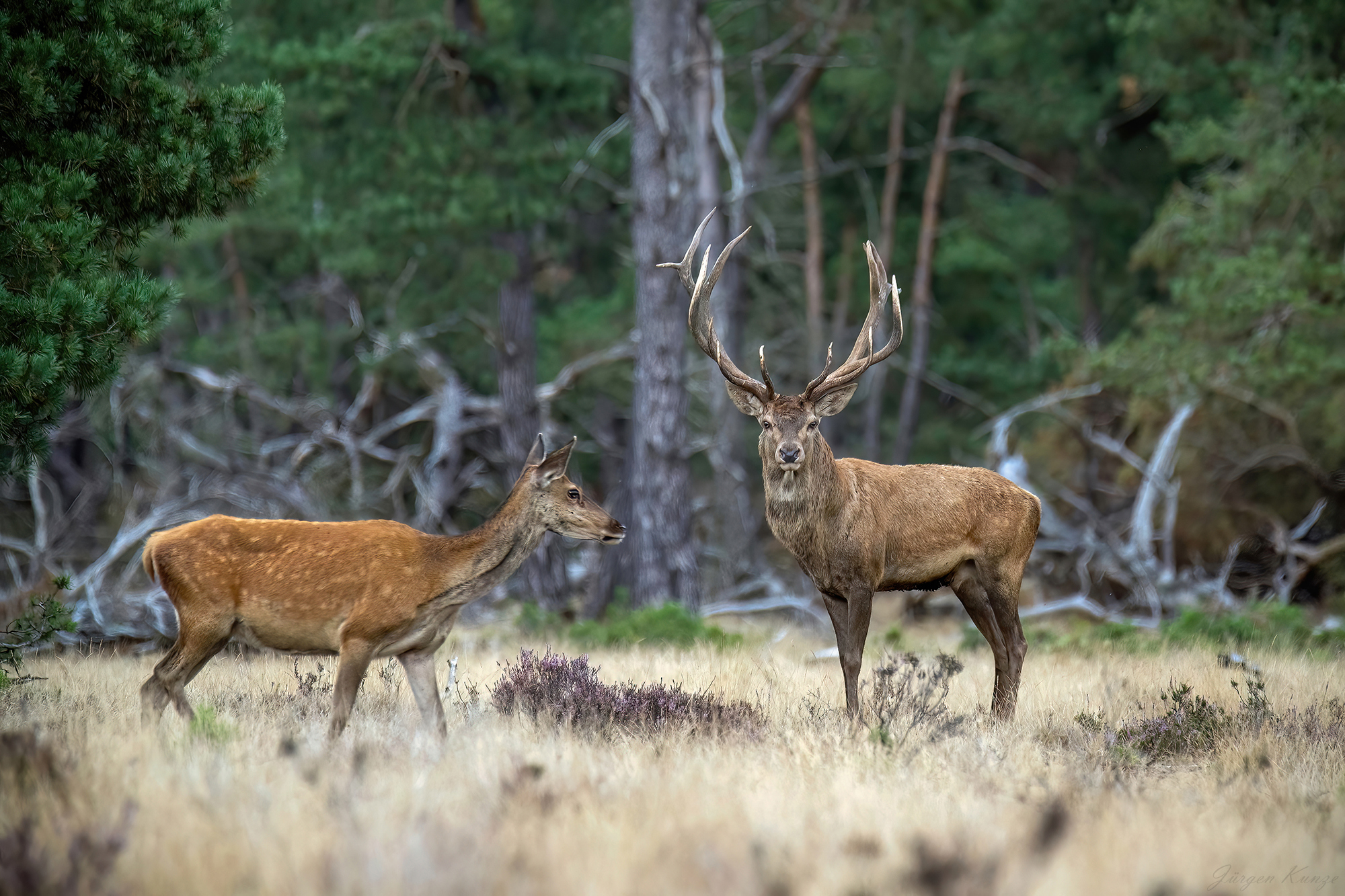 Hoge Veluwe