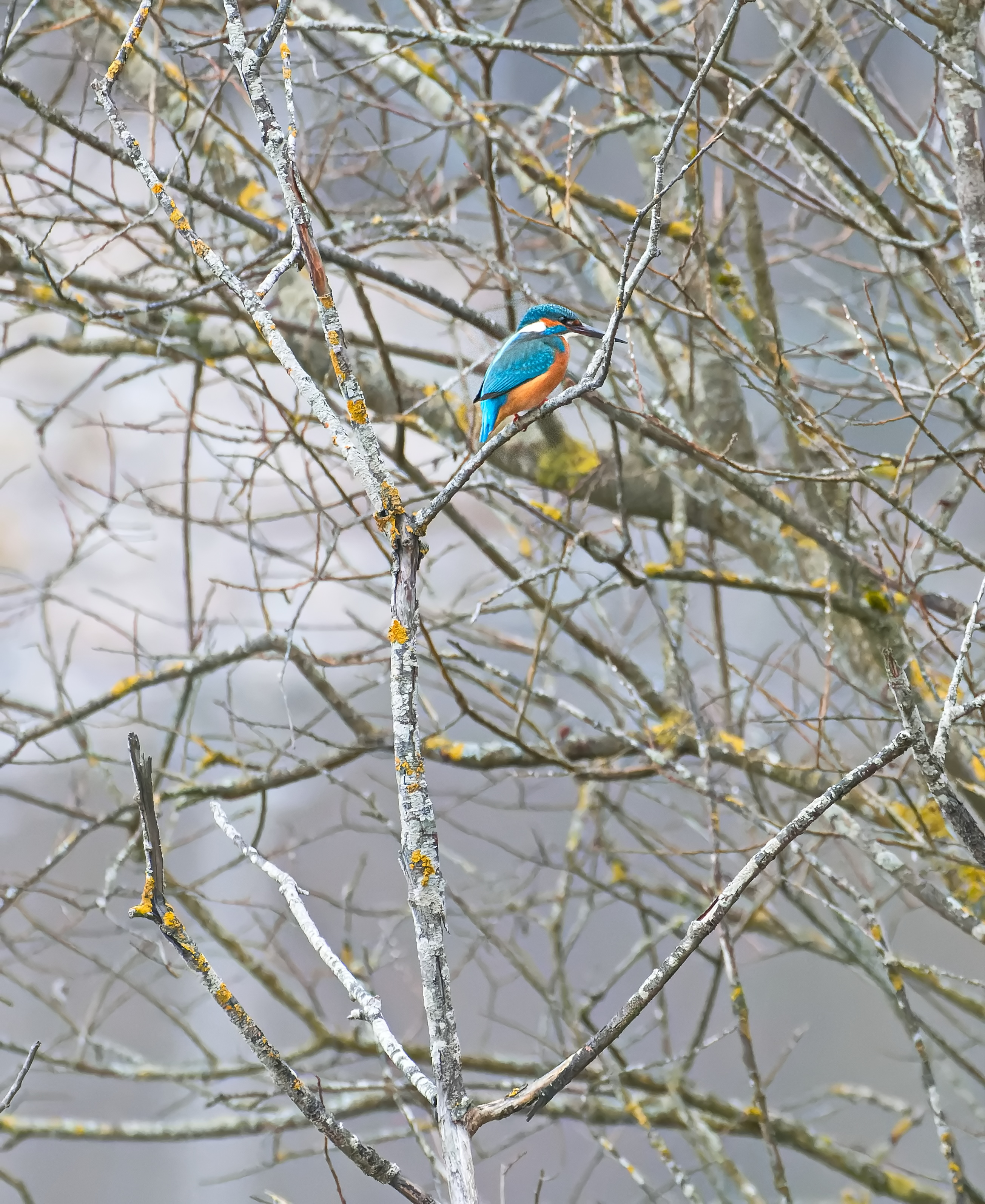 Eisvogelmännchen