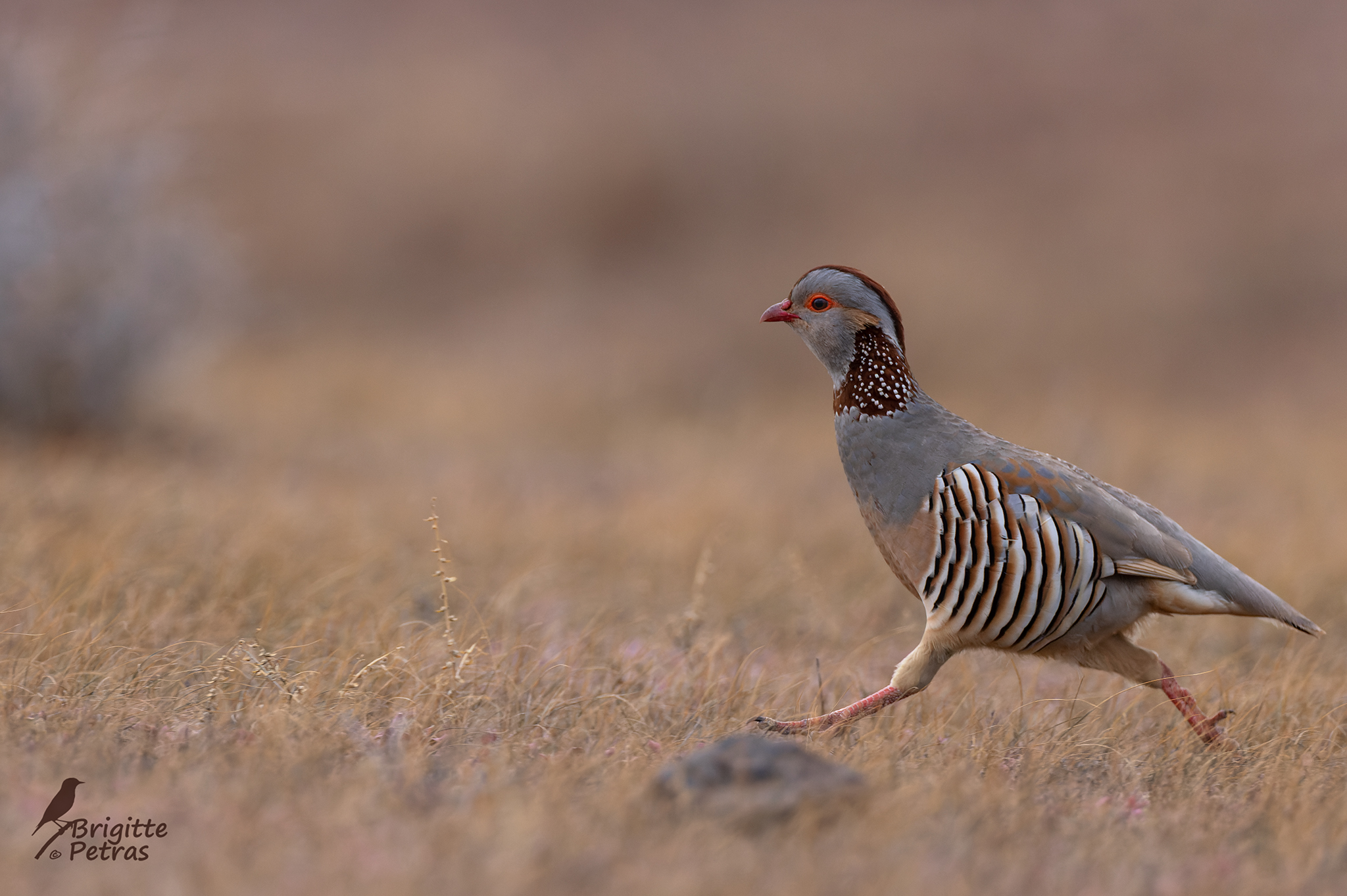 Running Chicken !